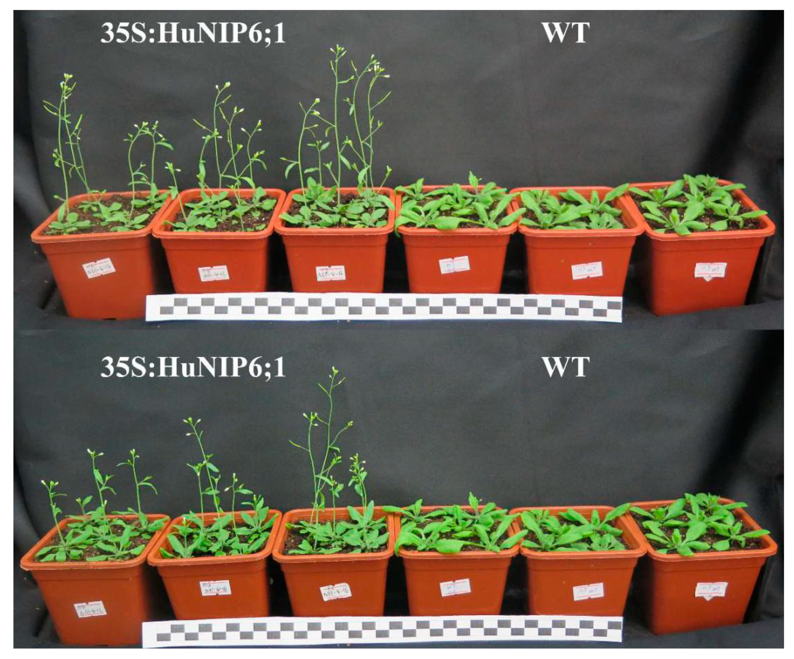 Ijms 22 07689 g008 550