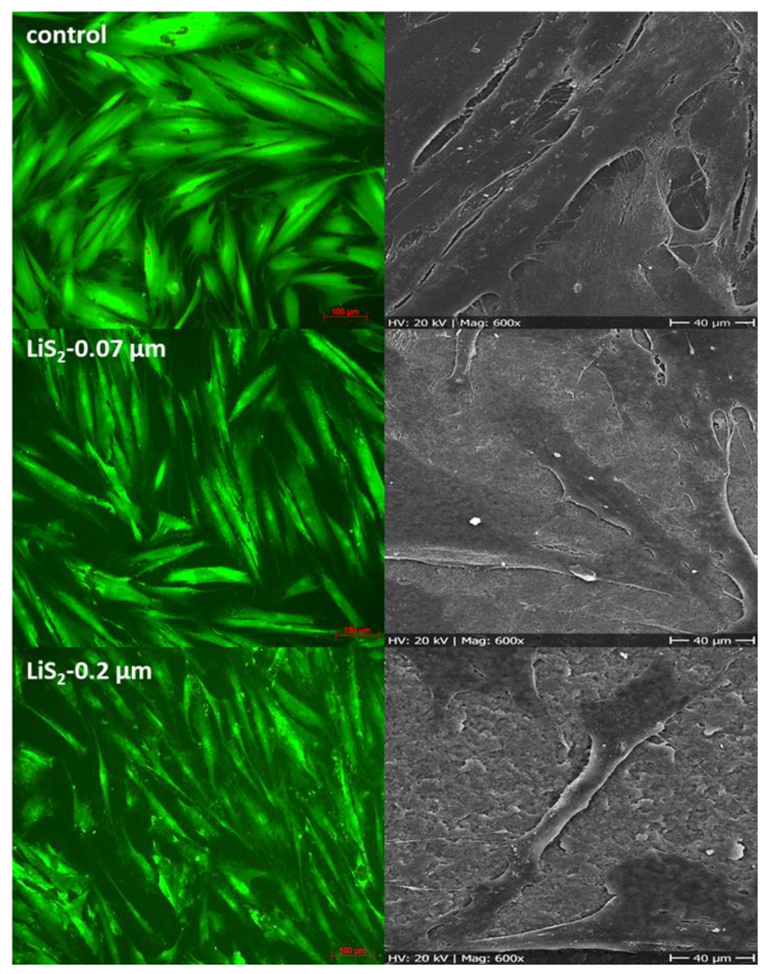 Ijms 22 07700 g003 550