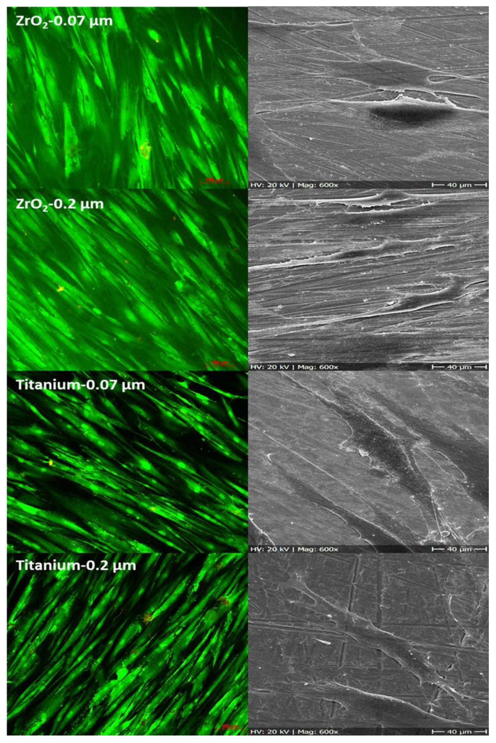 Ijms 22 07700 g004 550