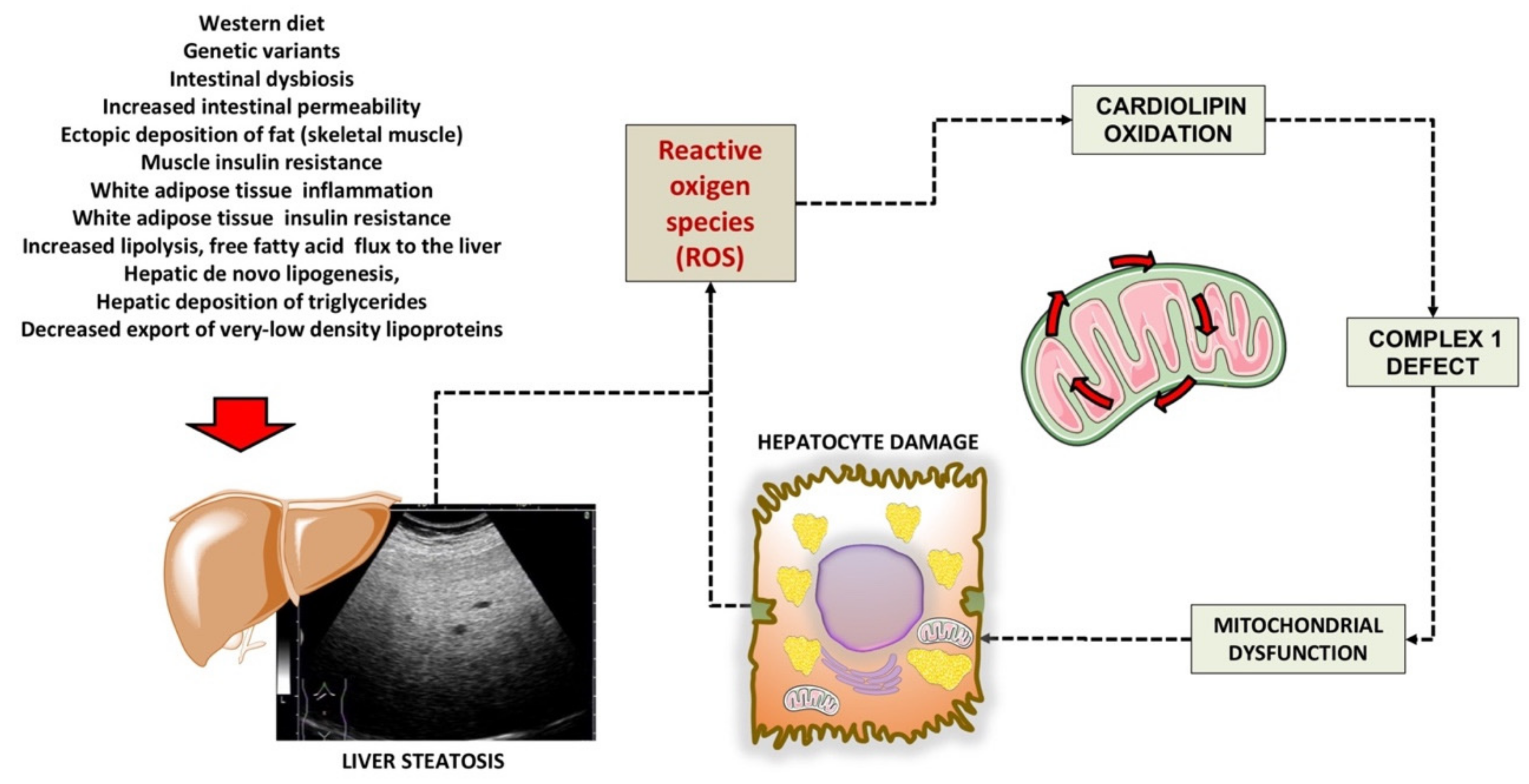 Ijms 22 07702 g002 Ijms 22 07702 g002