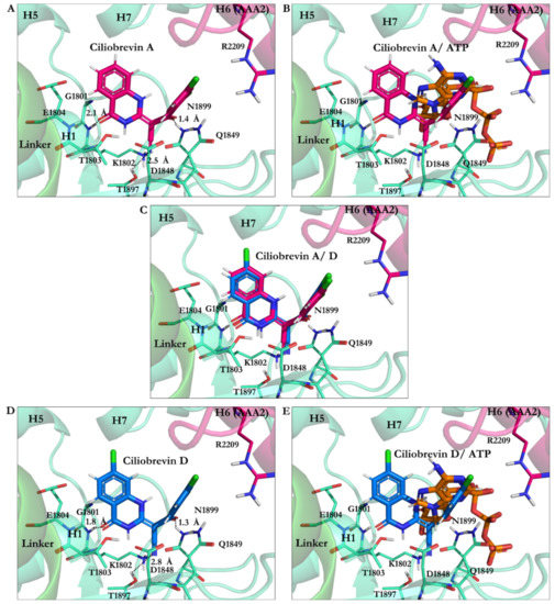 Analysis of the Structural Mechanism of ATP Inhibition at the AAA1 ...