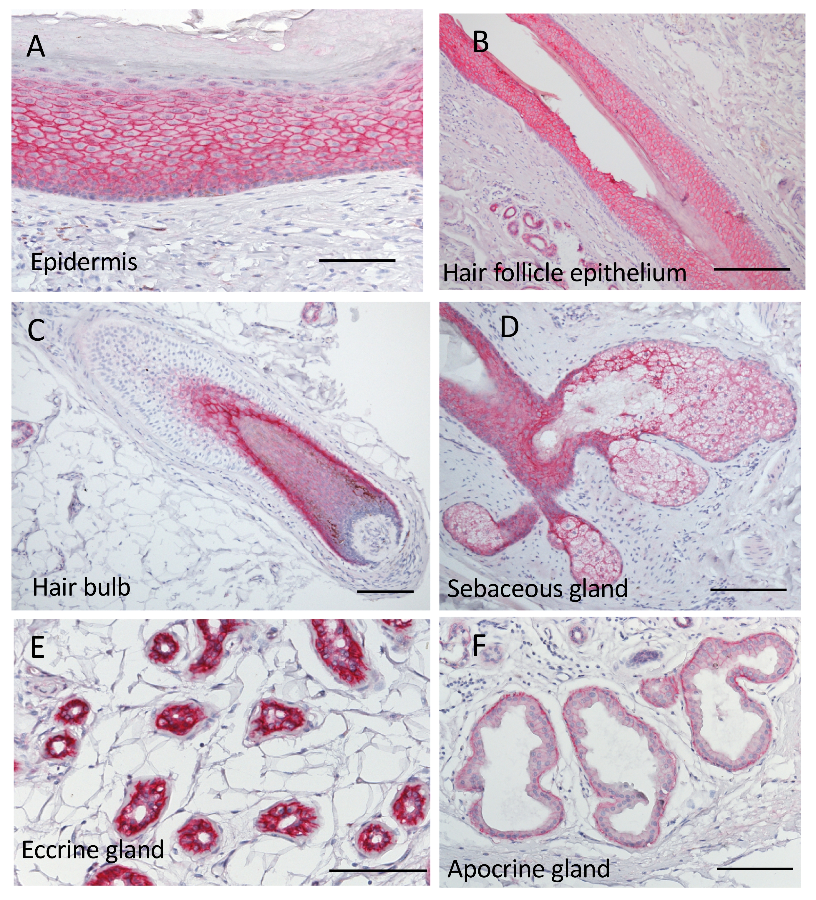 Ijms 22 07706 g001 550