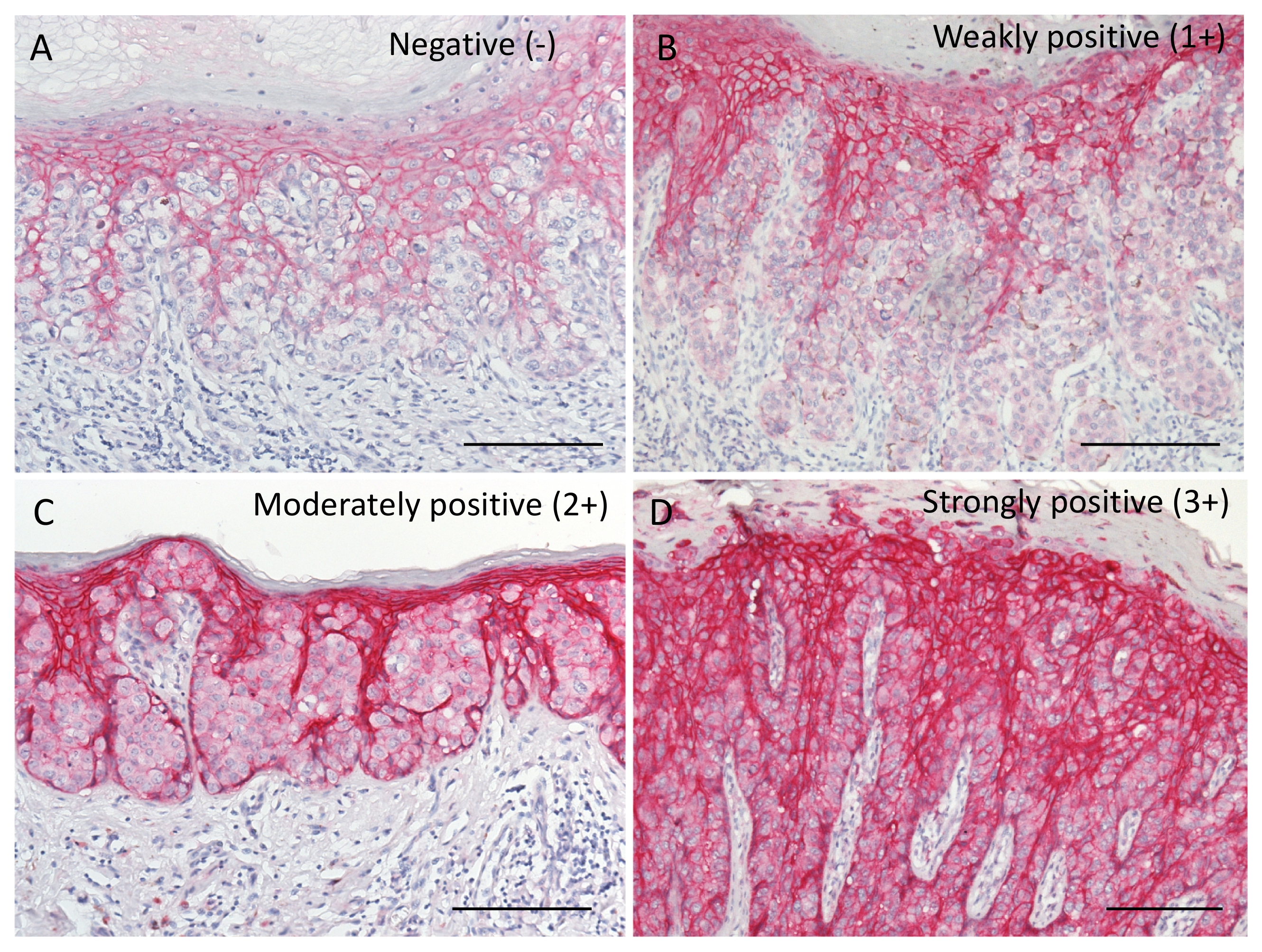 Ijms 22 07706 g002 550