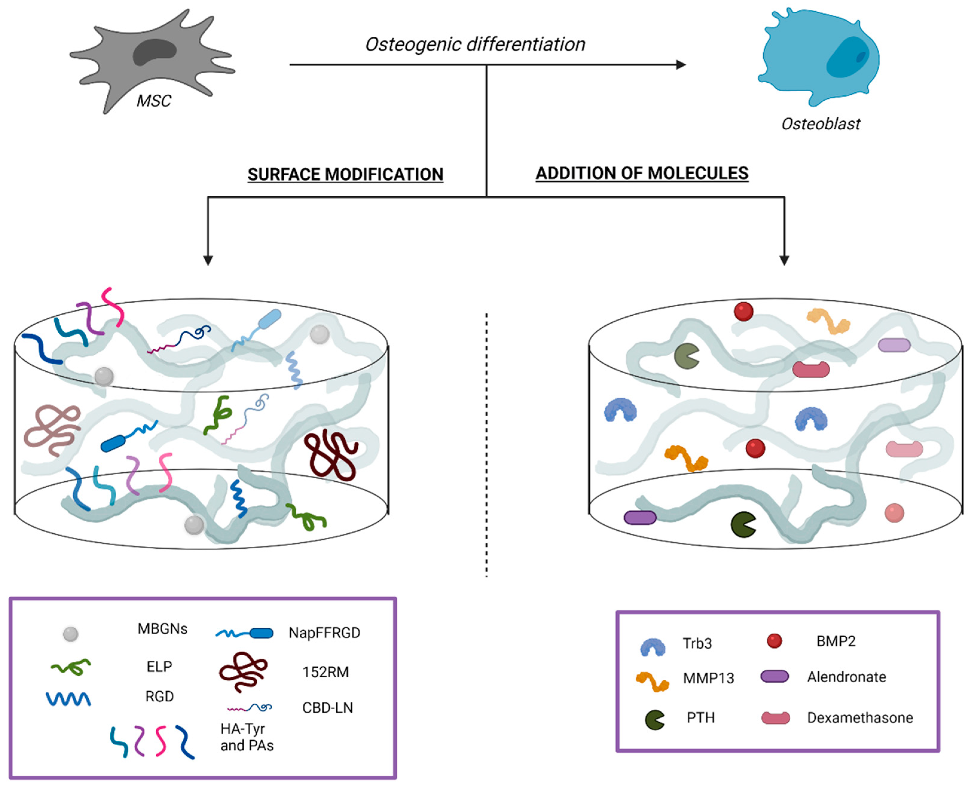 Ijms 22 07724 g001 Ijms 22 07724 g001