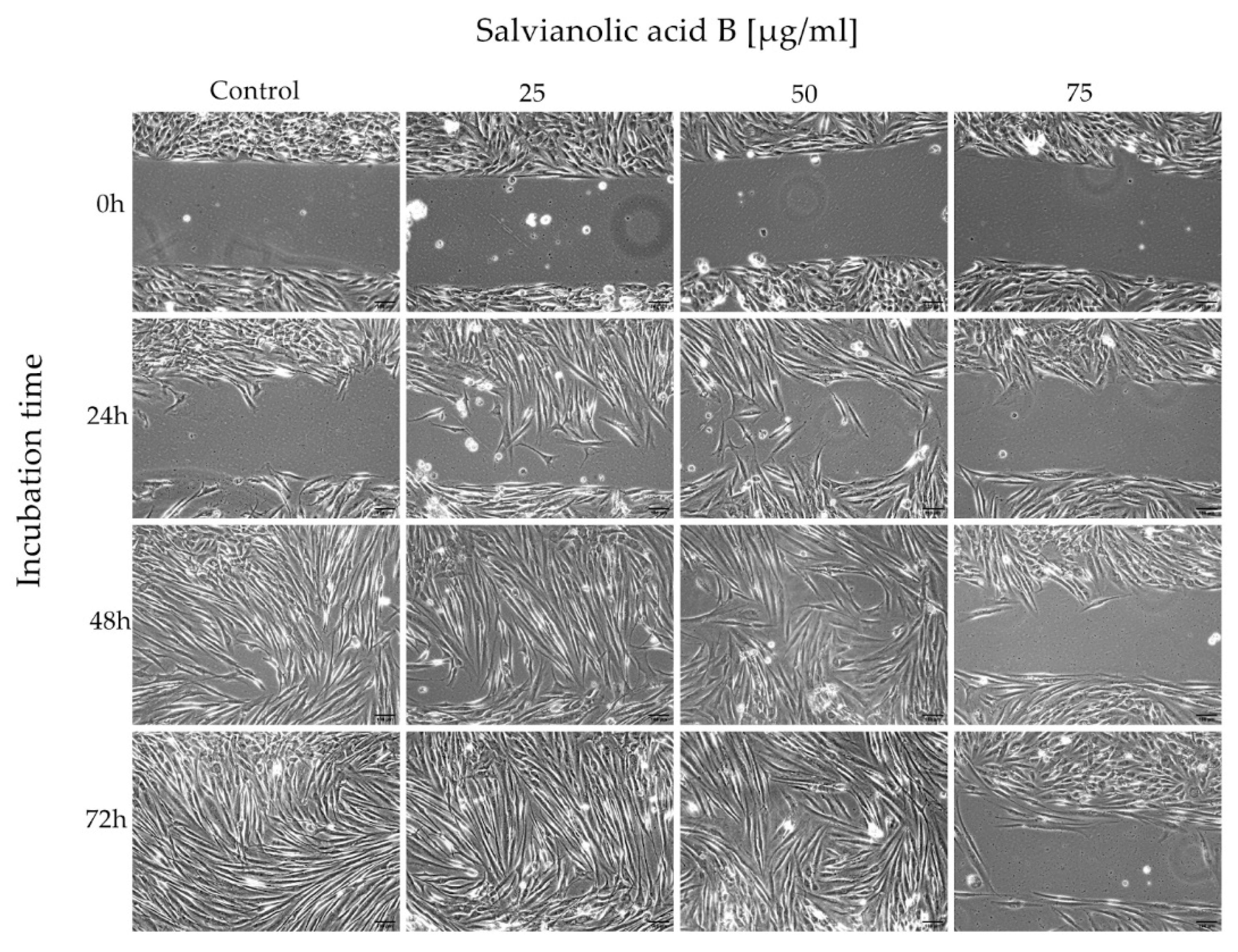 Ijms 22 07728 g002 Ijms 22 07728 g002