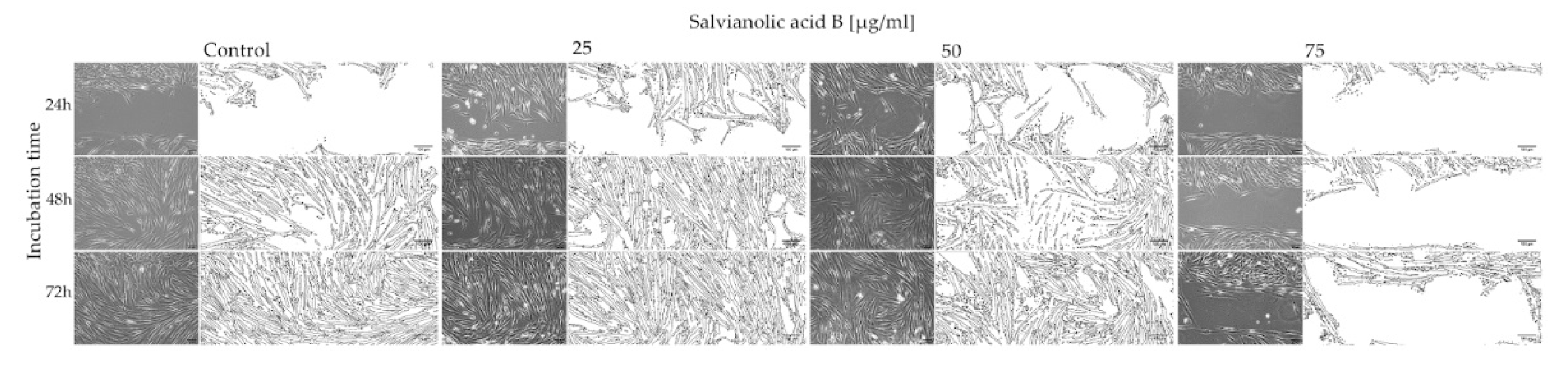 Ijms 22 07728 g003 Ijms 22 07728 g003