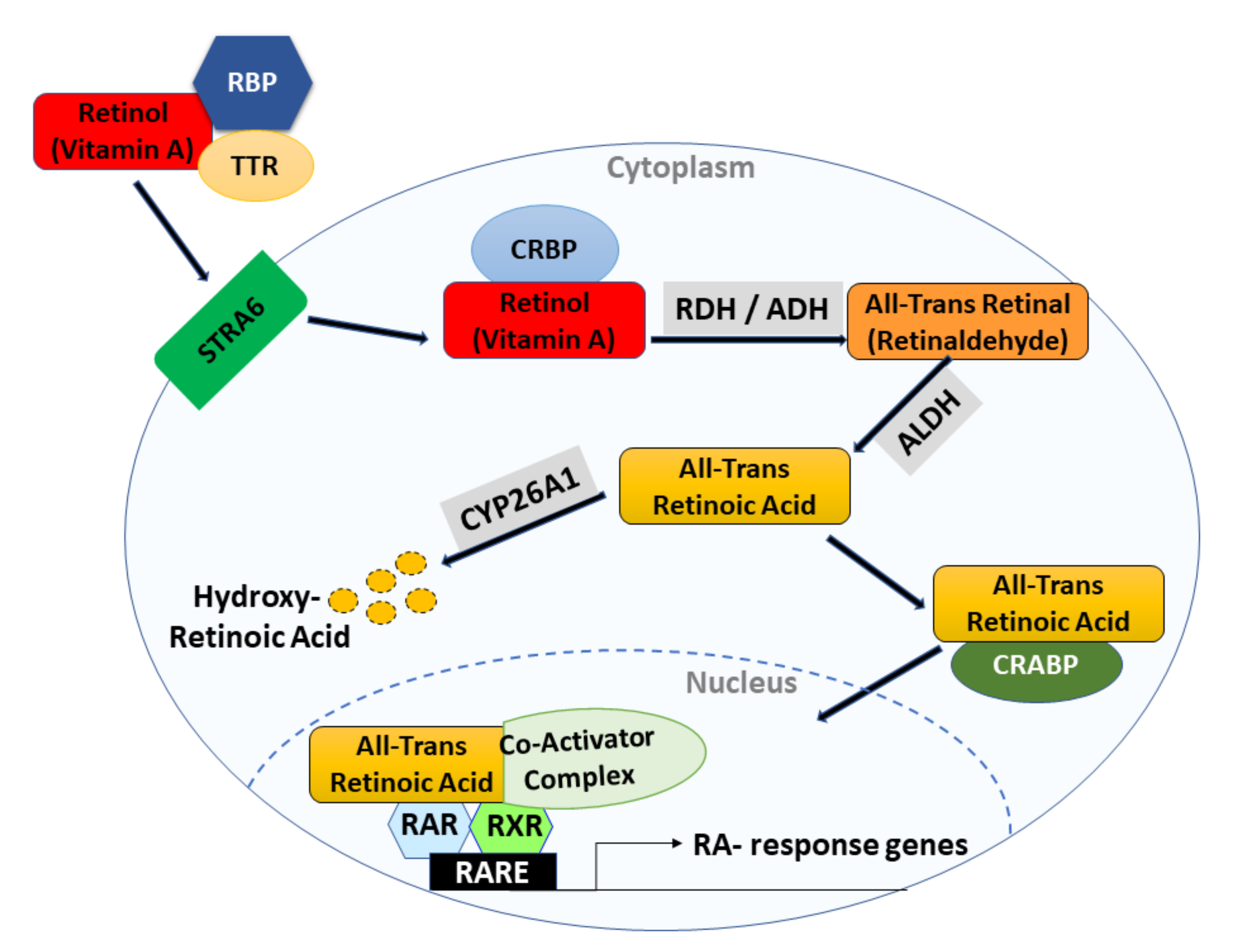 Ijms Free Full Text Retinoids As Chemo Preventive And Molecular Targeted Anti Cancer Therapies Html