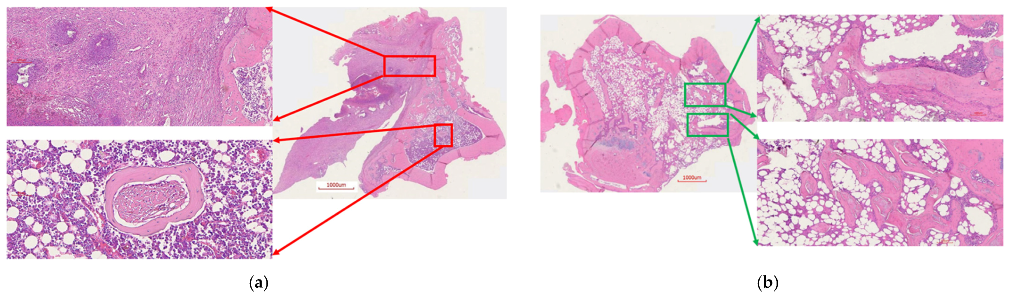 Ijms 22 07736 g013 Ijms 22 07736 g013