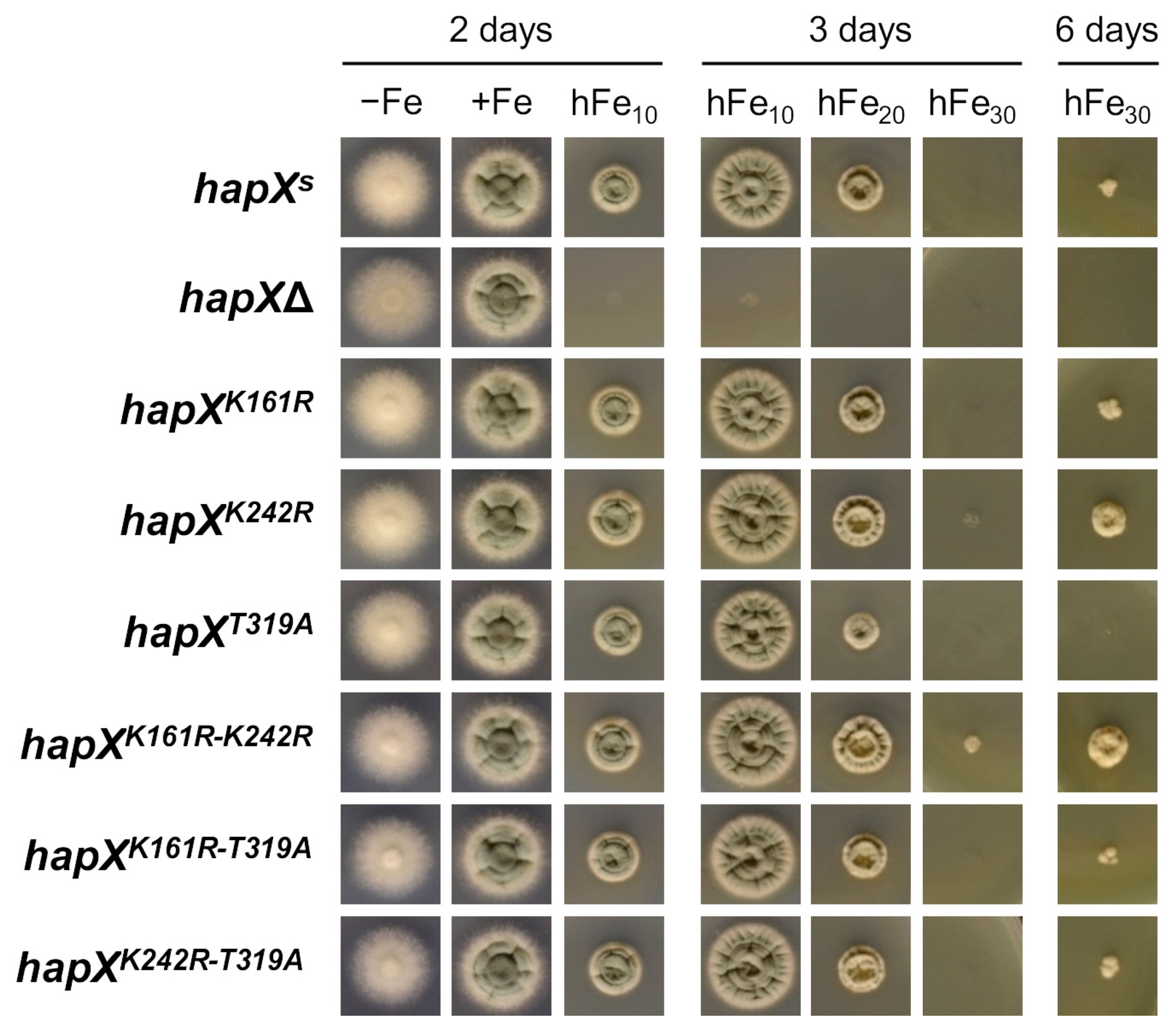 Ijms 22 07739 g007 550