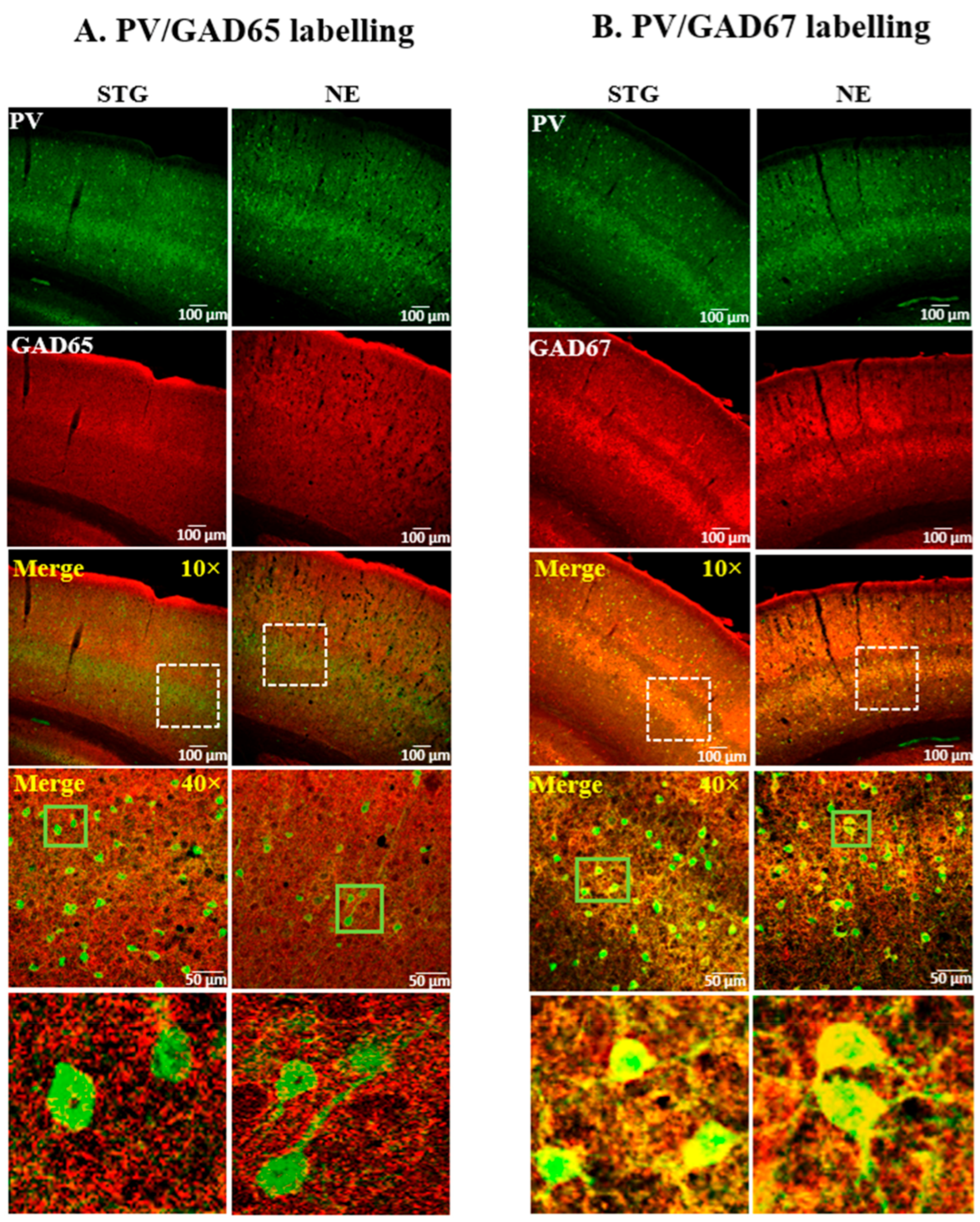 Ijms 22 07740 g001 550