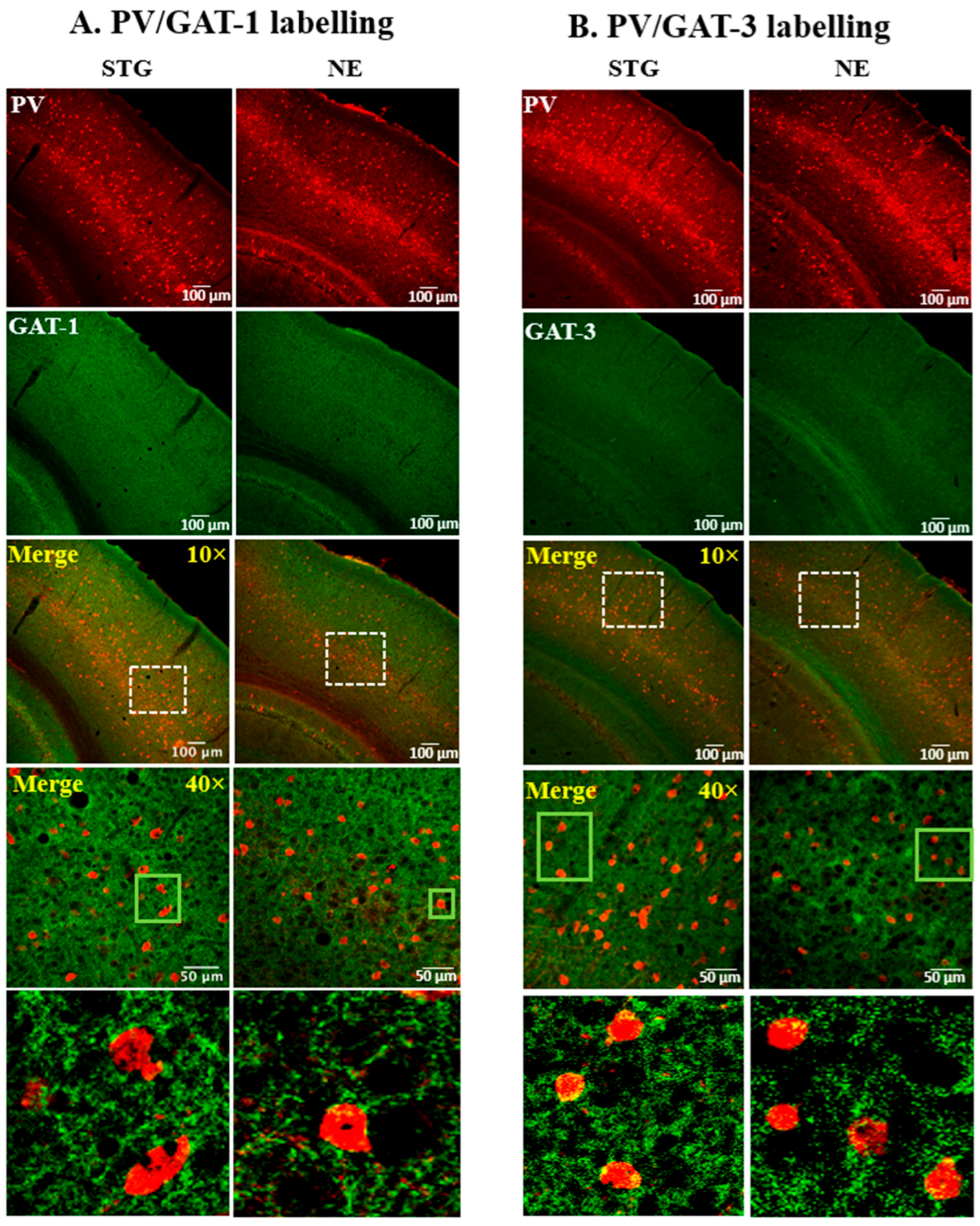 Ijms 22 07740 g002 550