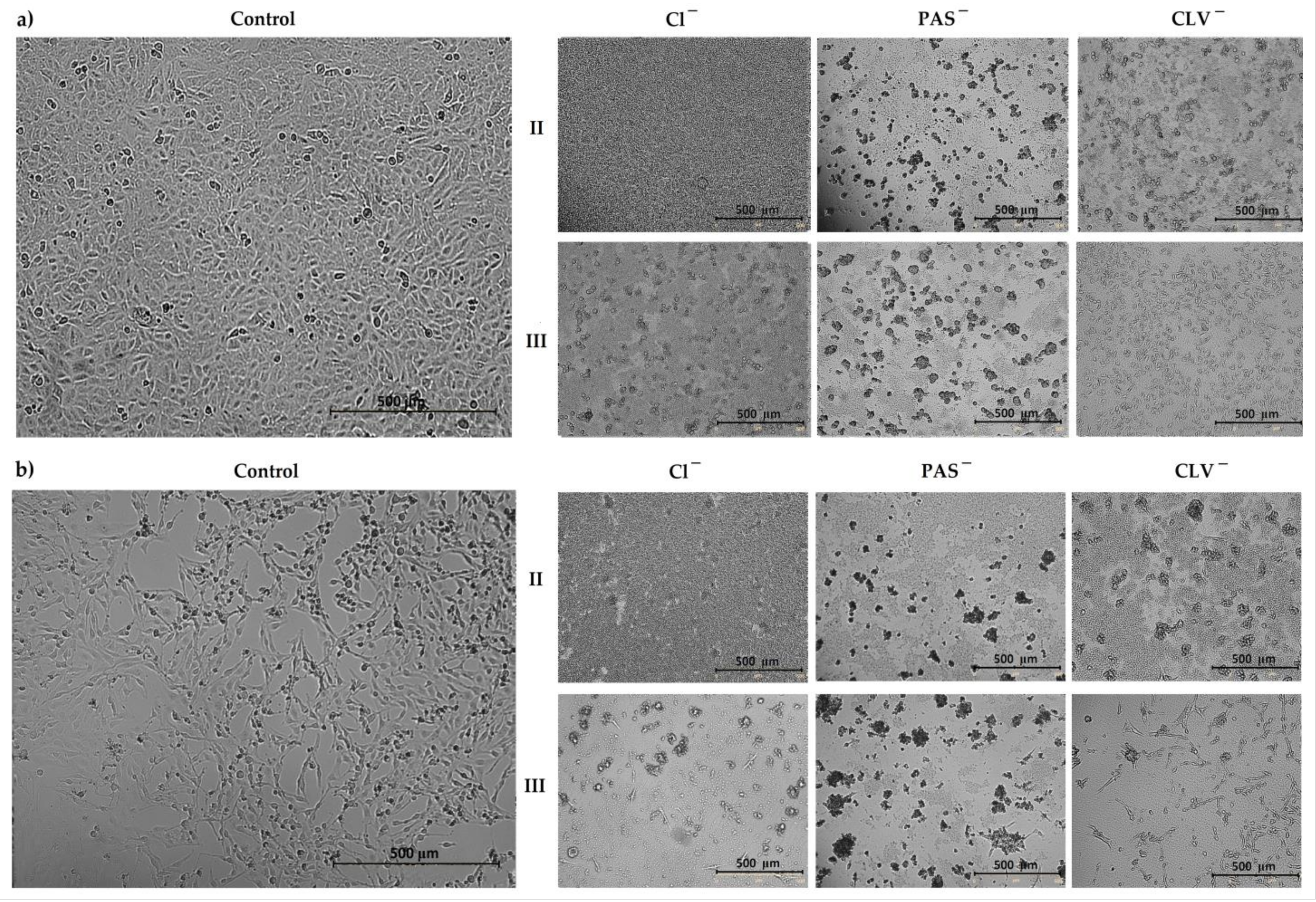 Ijms 22 07741 g004 550