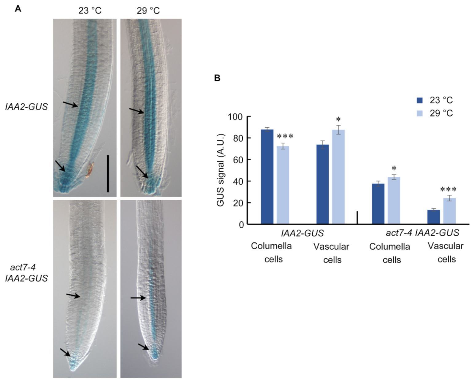 Ijms 22 07749 g006 550