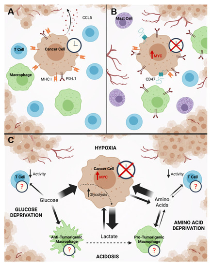 Restoration of the molecular clock is tumor suppressive in neuroblastoma