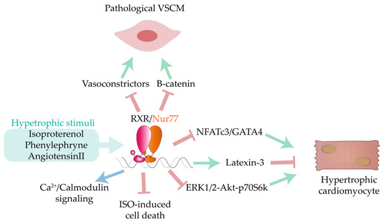 Untangling the Cooperative Role of Nuclear Receptors in