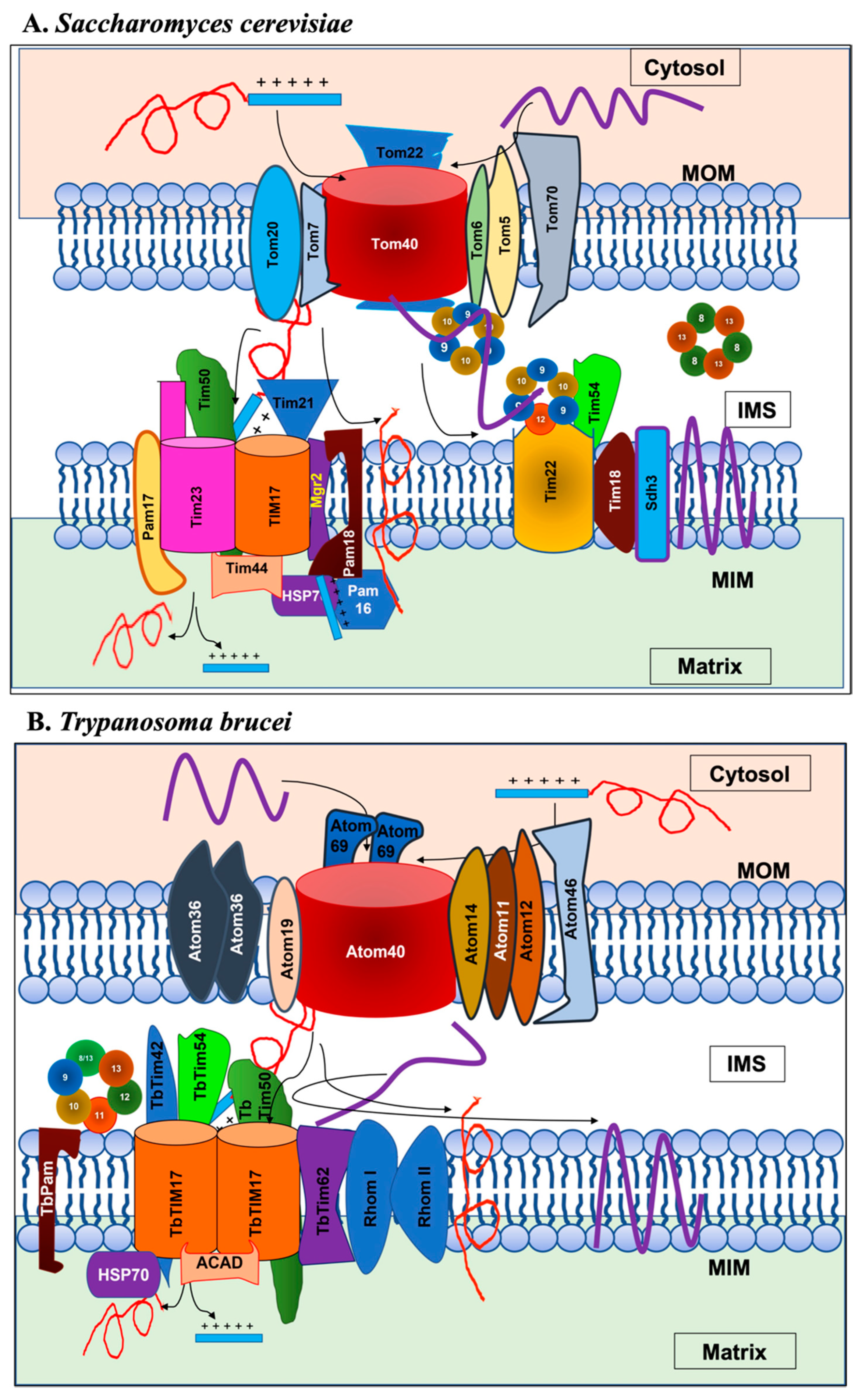 Ijms 22 07779 g002 Ijms 22 07779 g002