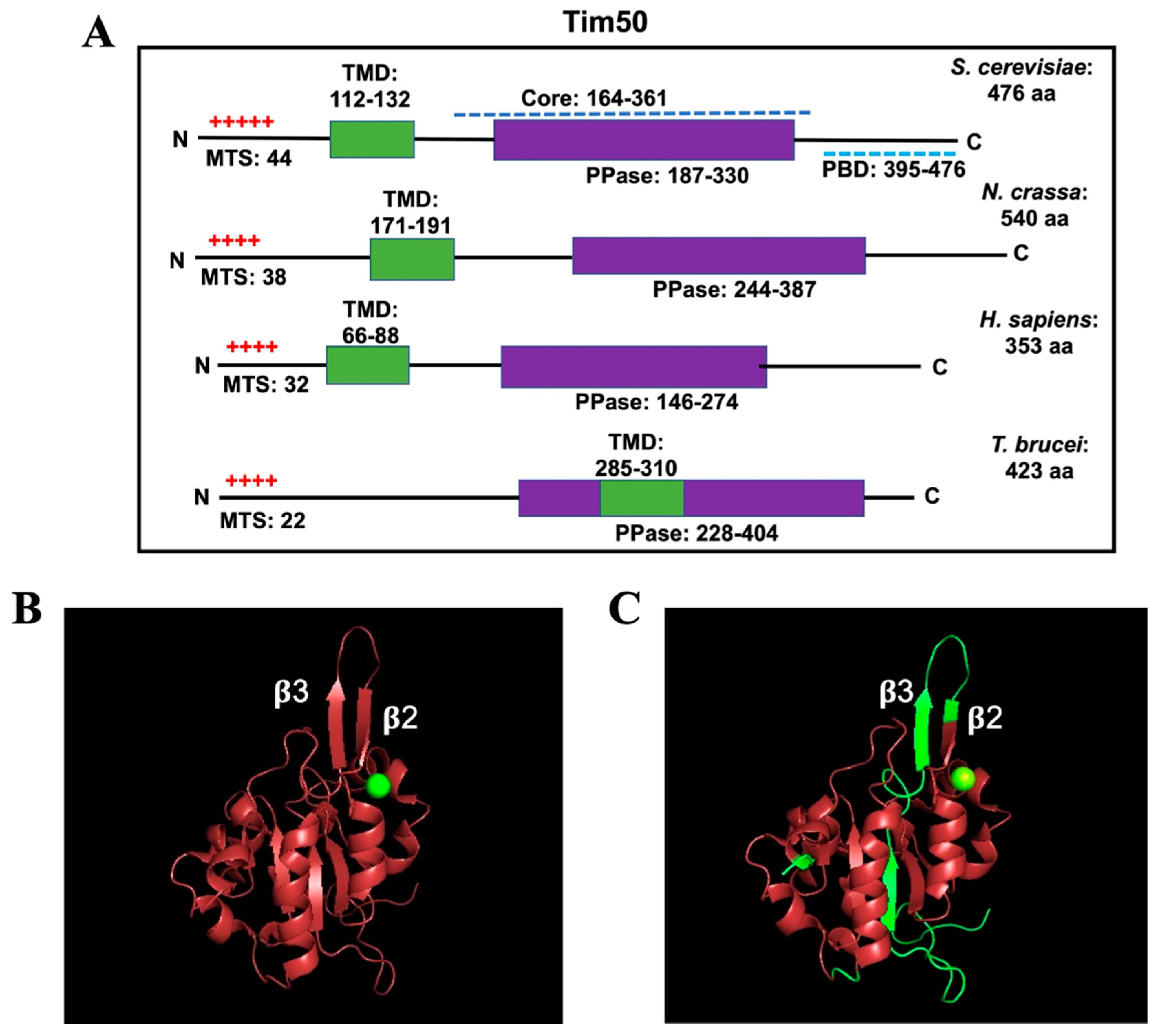 Ijms 22 07779 g004 Ijms 22 07779 g004