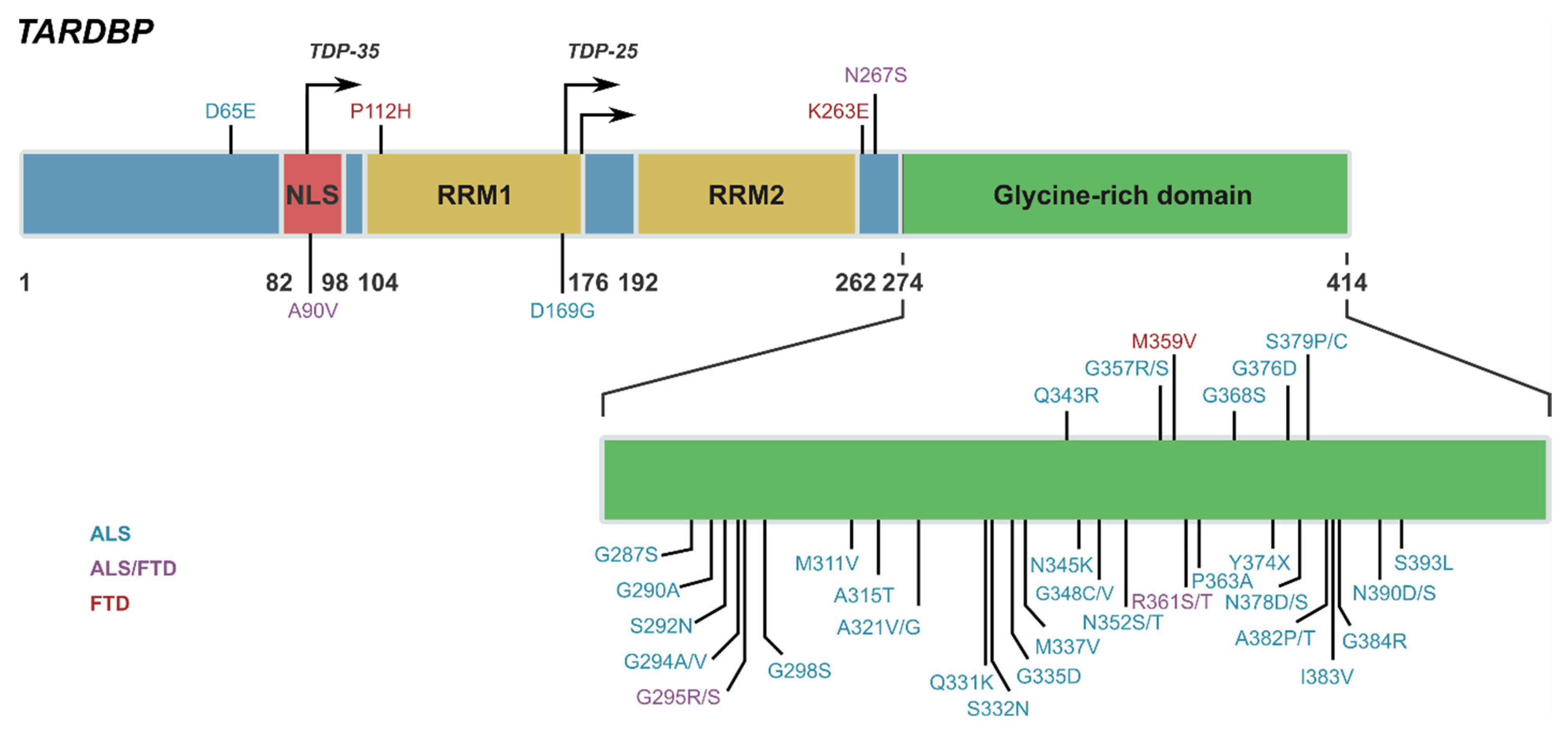 Ijms 22 07781 g001 Ijms 22 07781 g001