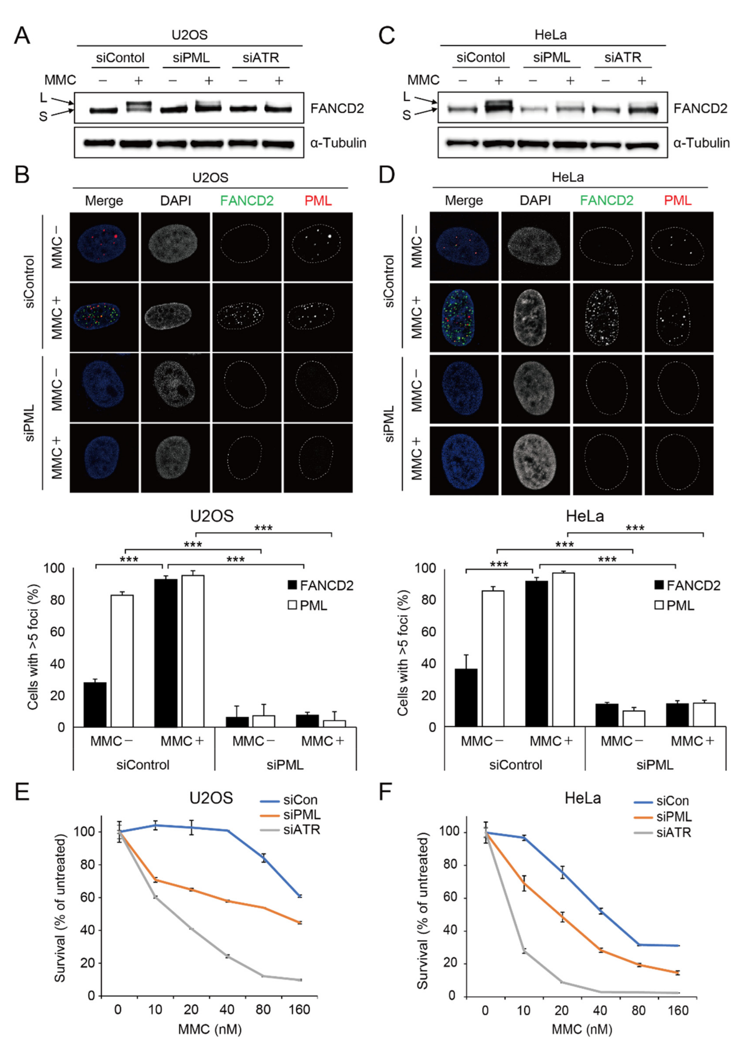 Ijms 22 07782 g001 550