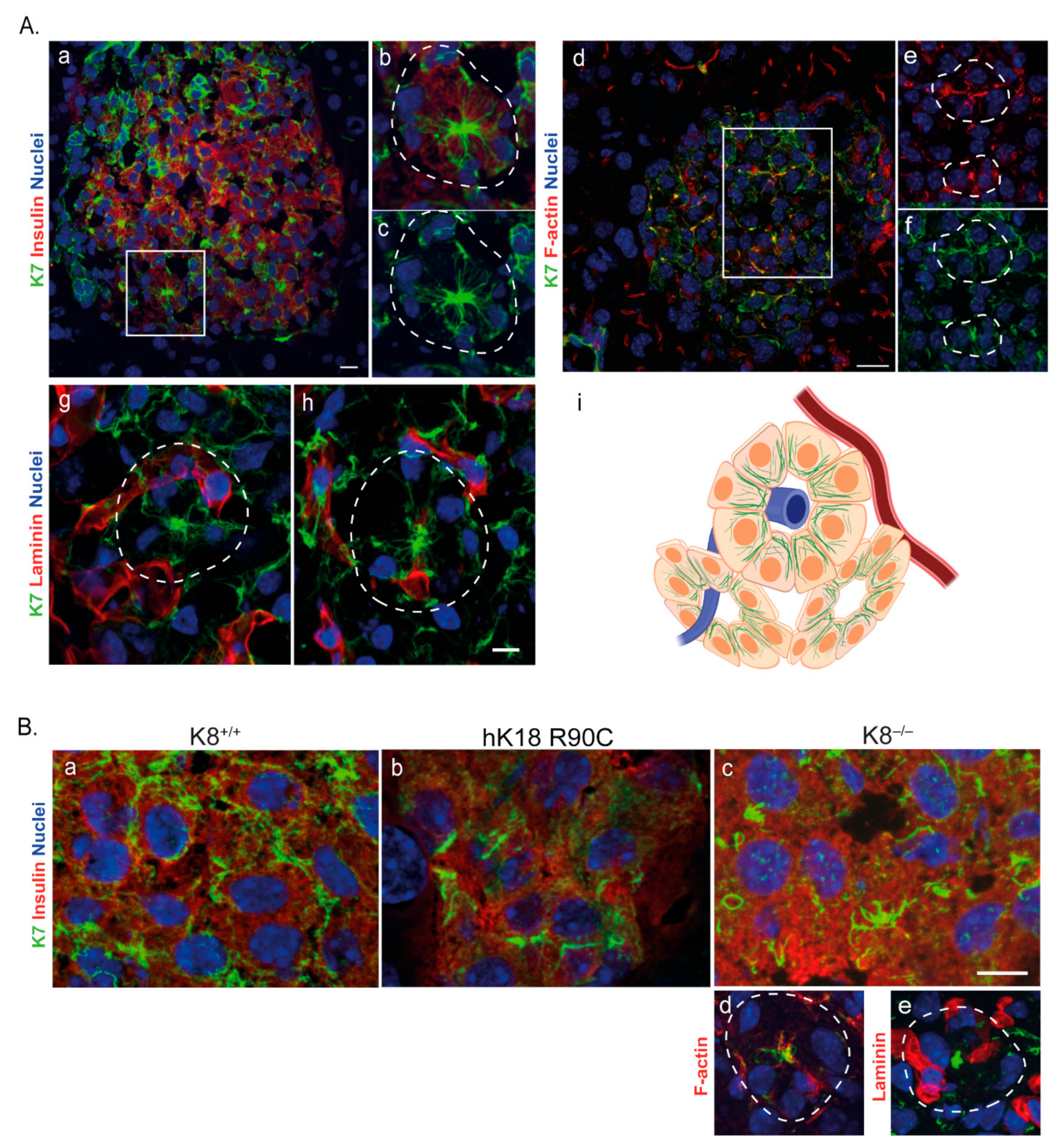 Ijms 22 07784 g002 550