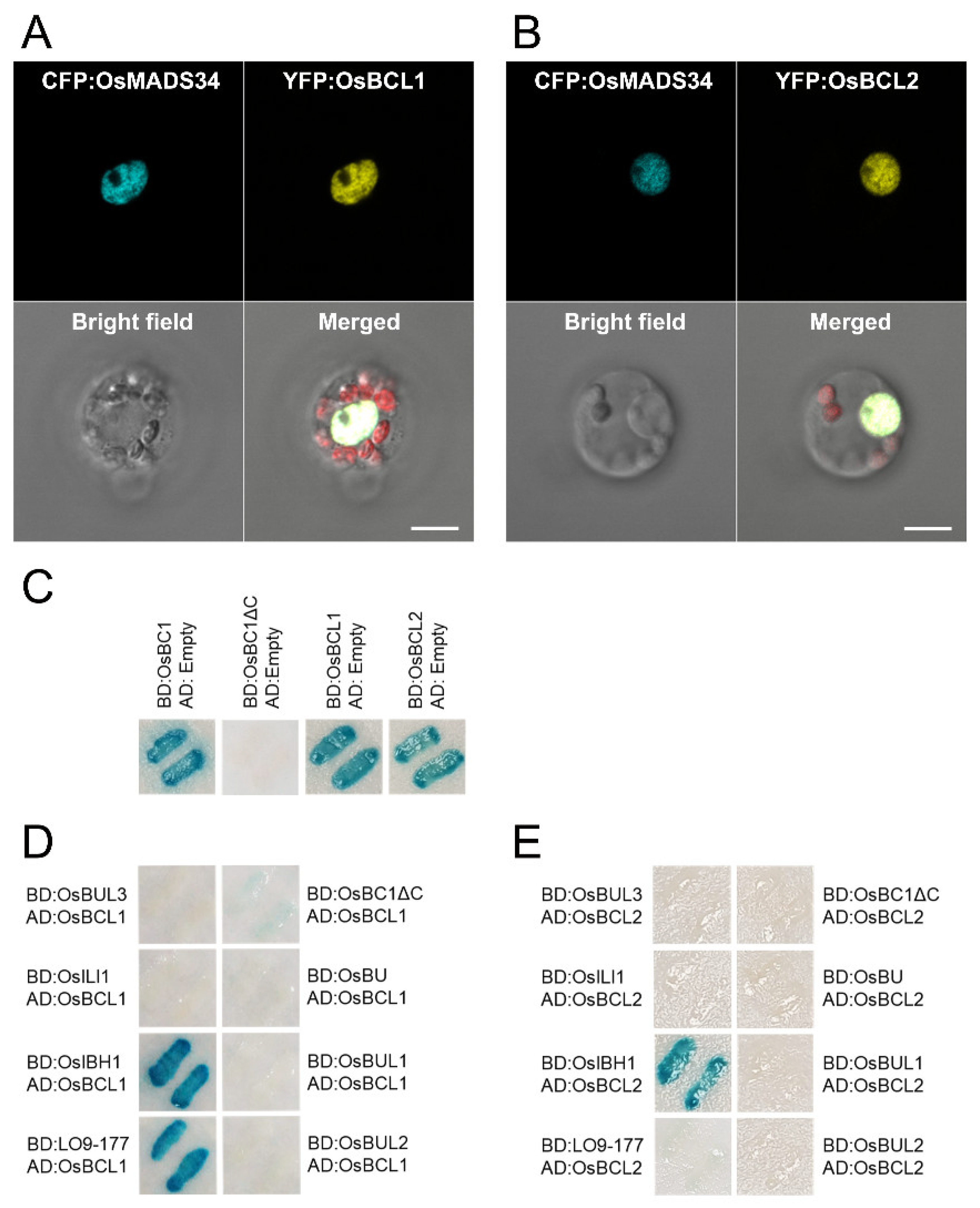 Ijms 22 07792 g005 550