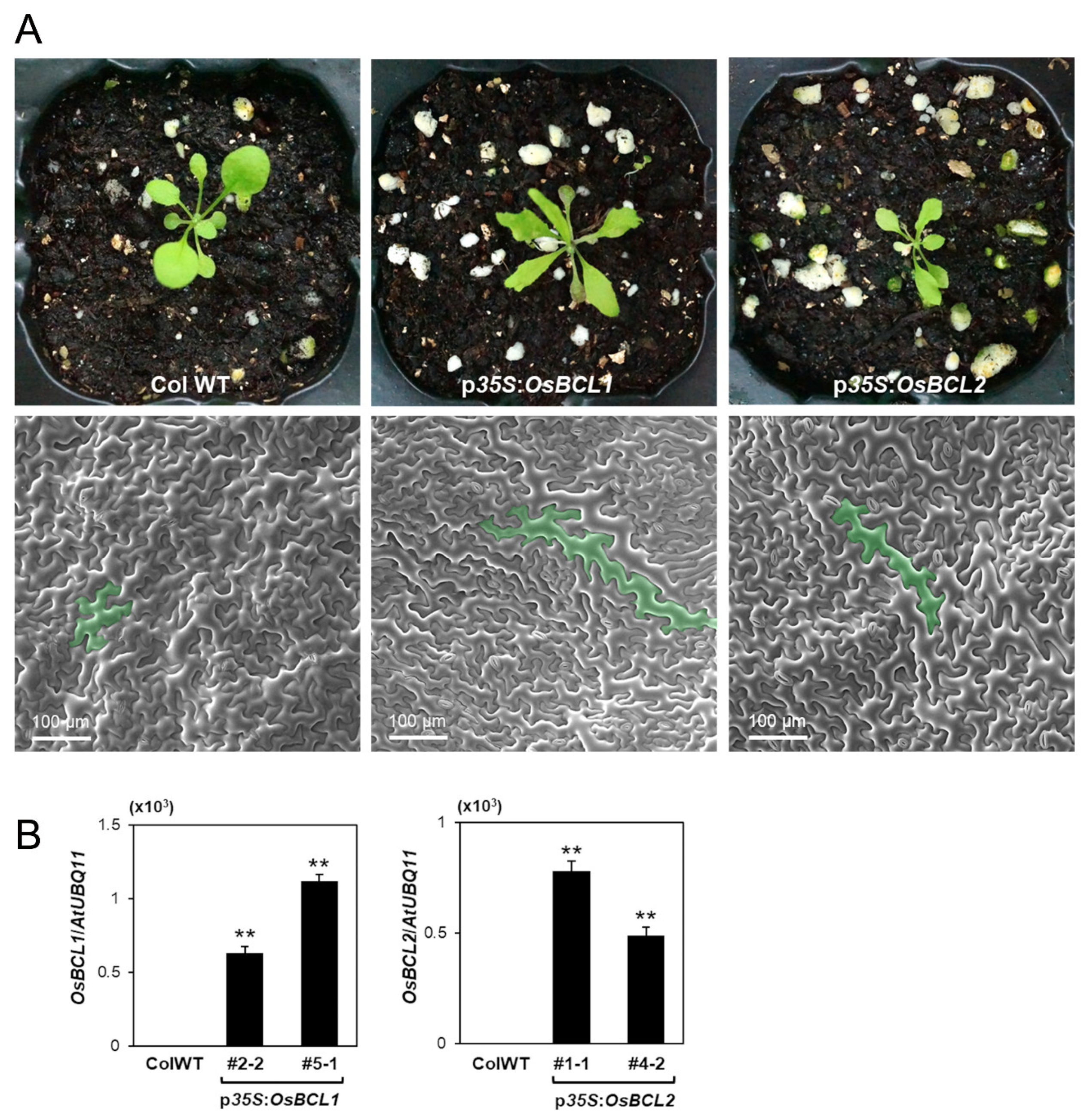 Ijms 22 07792 g008 550