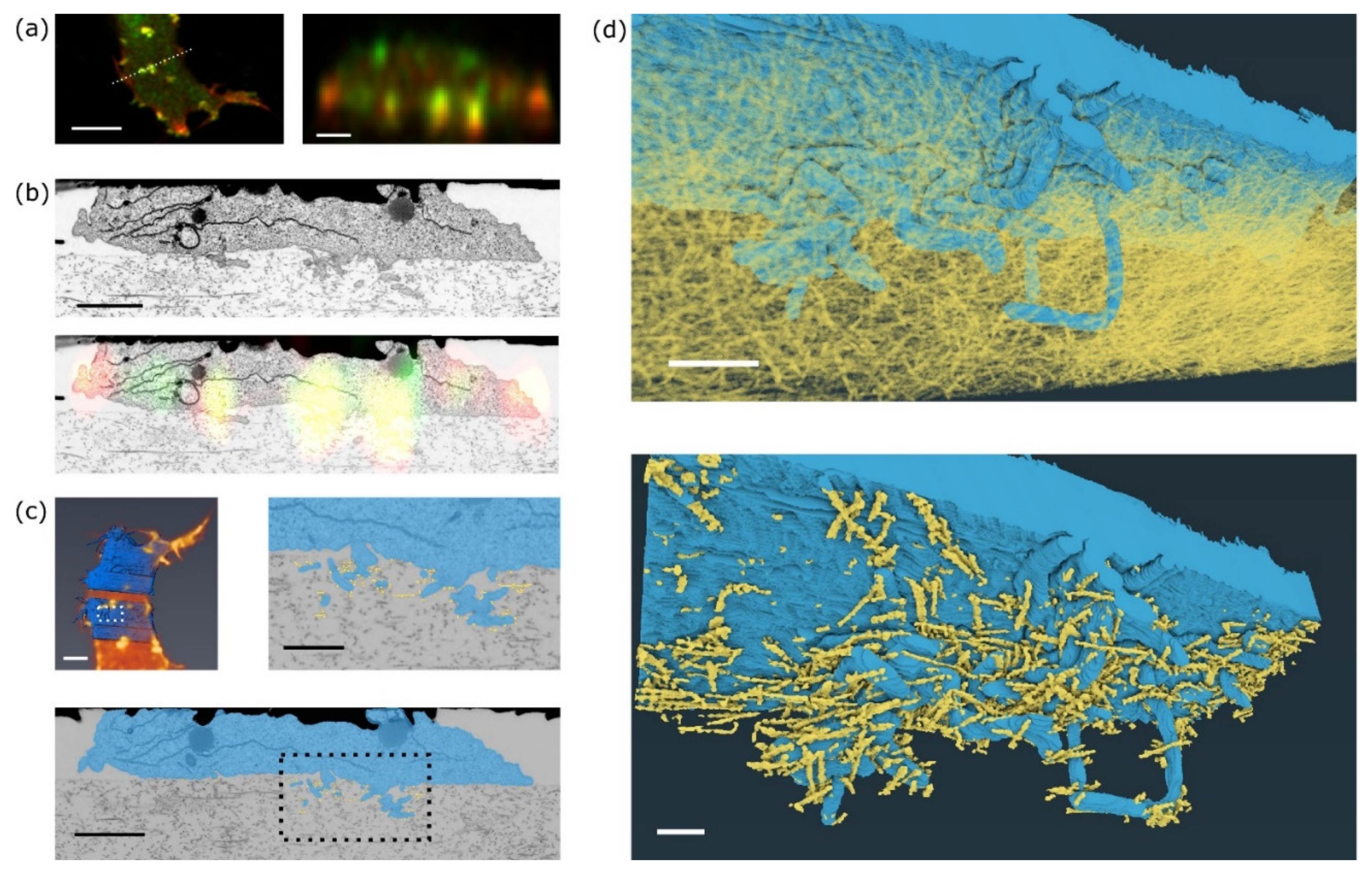 Ijms 22 07805 g004 550