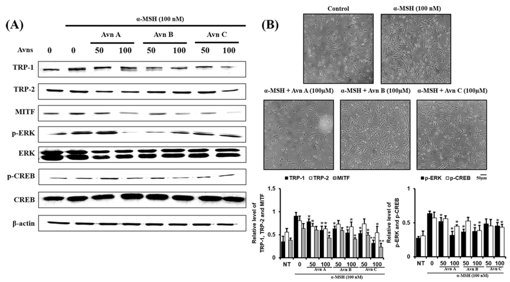 Ijms 22 07814 g004 550