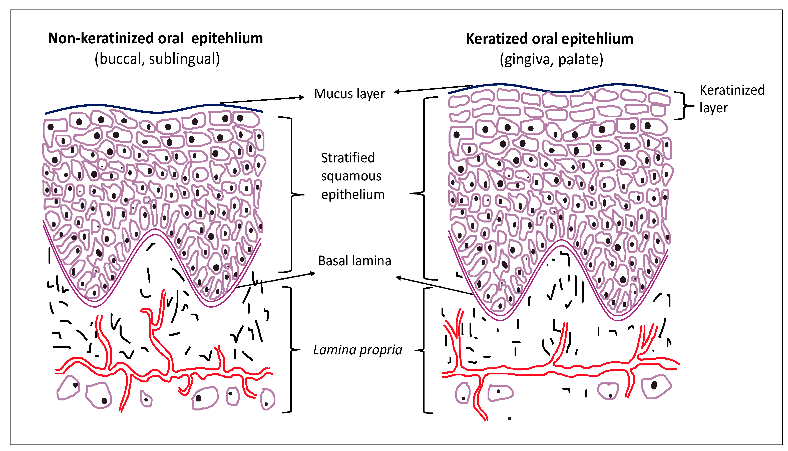 Difference Between Keratinized And Non Keratinized Epithelium Nonkeratinized Stratified Squamous Epithelium Mouth