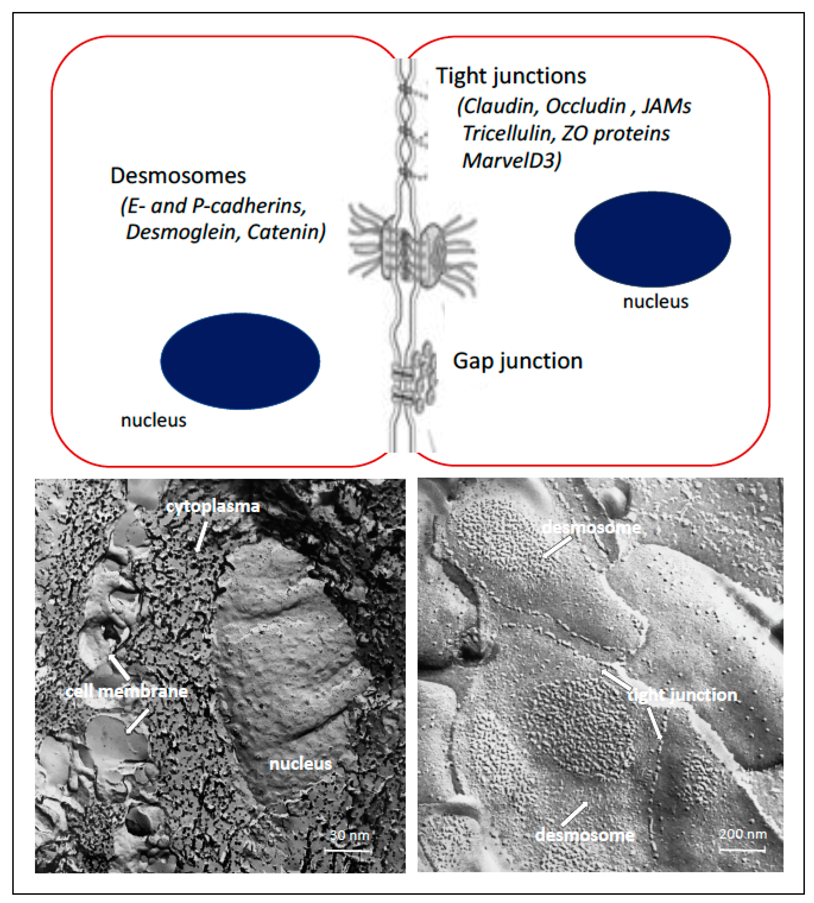 Ijms 22 07821 g002 550
