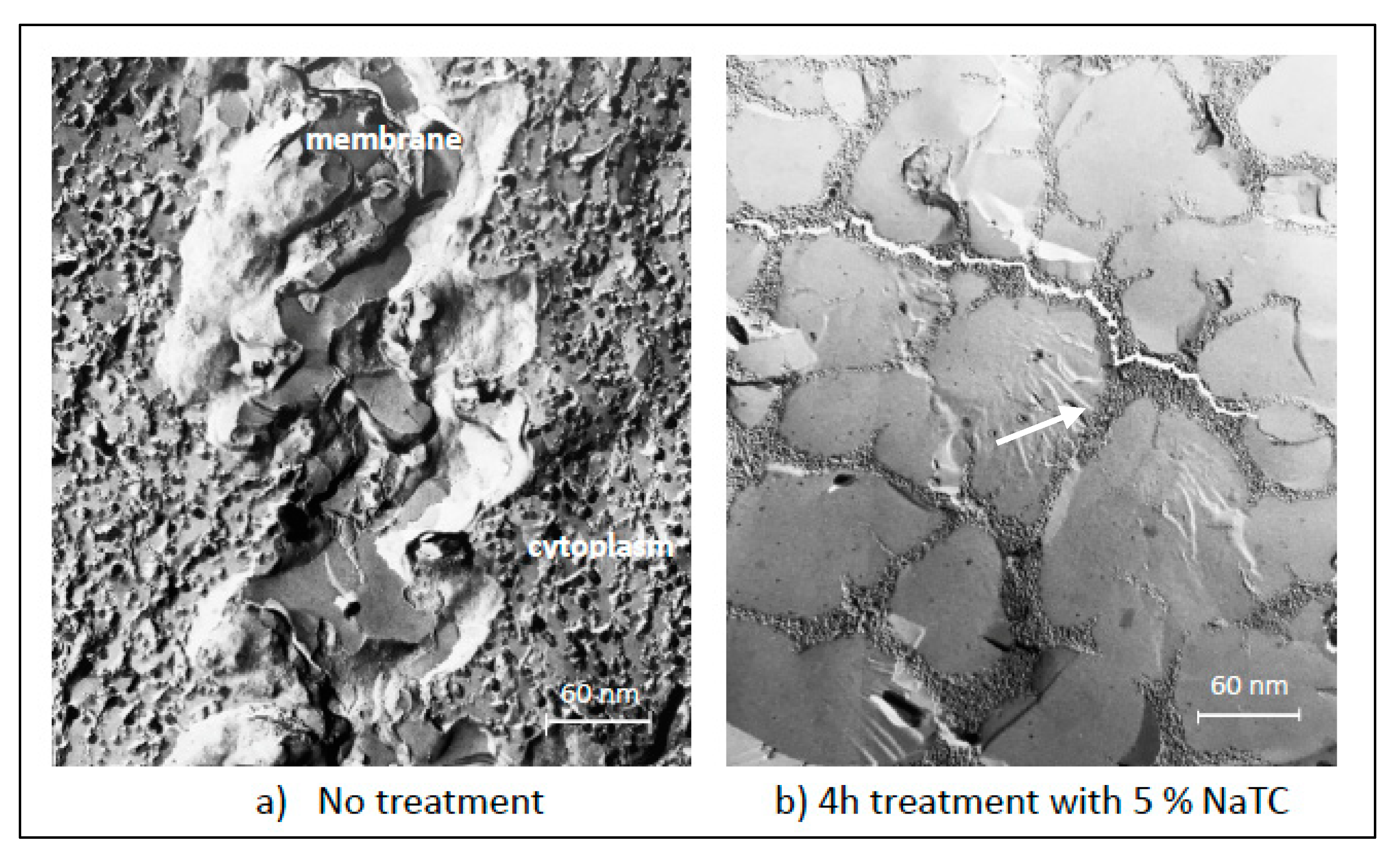 Ijms 22 07821 g003 550