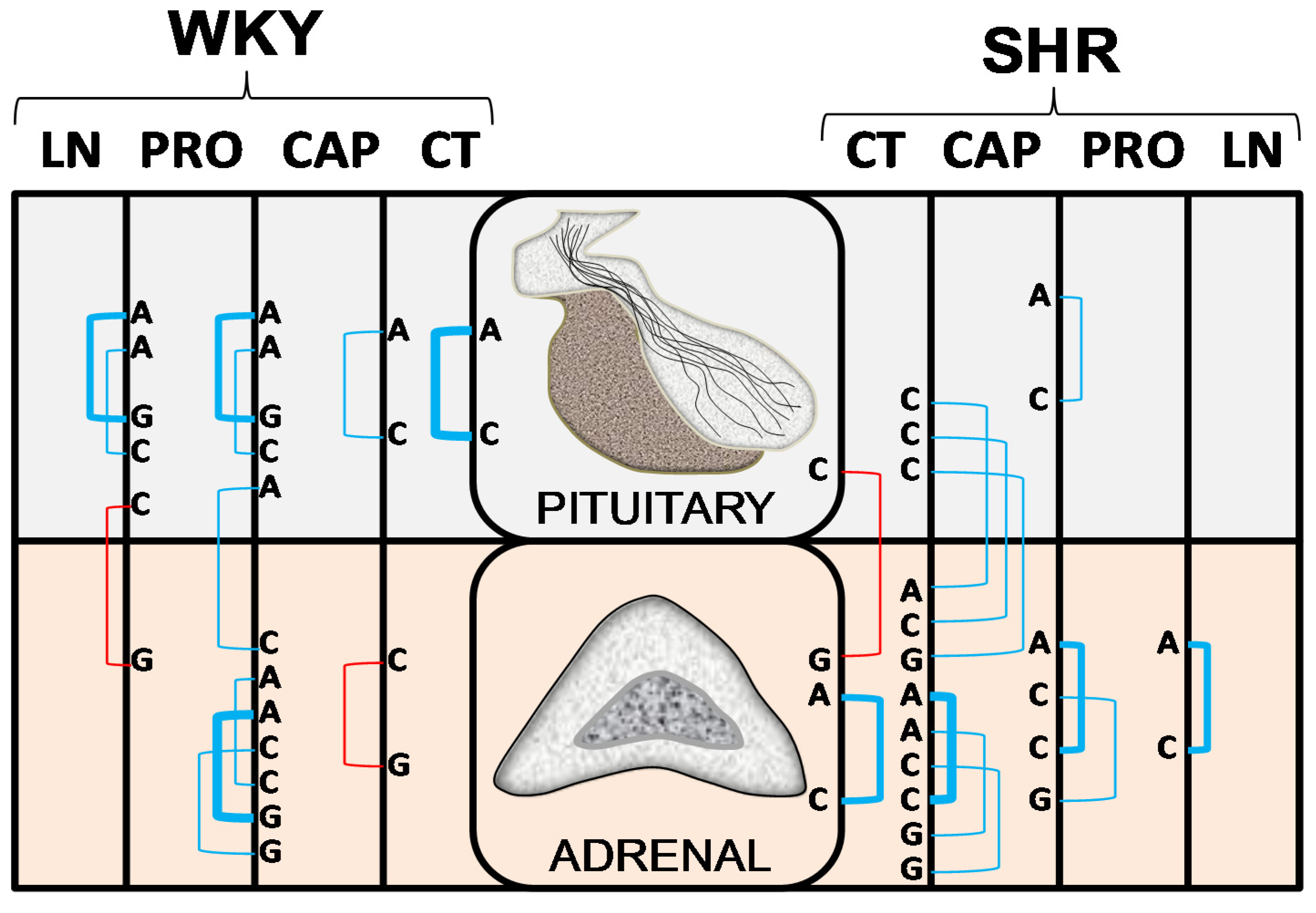 Ijms 22 07823 g004 550