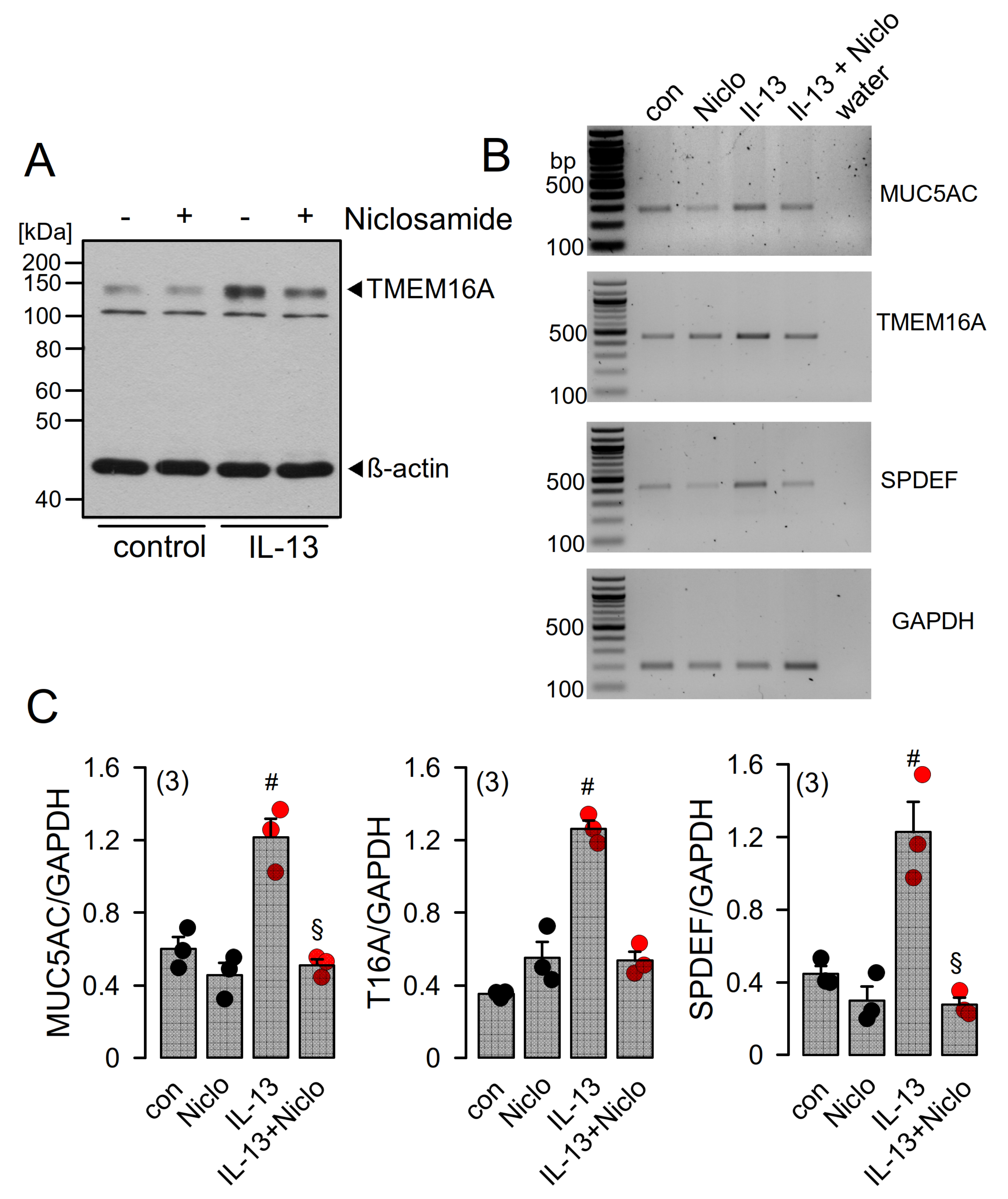 Ijms 22 07852 g006 550