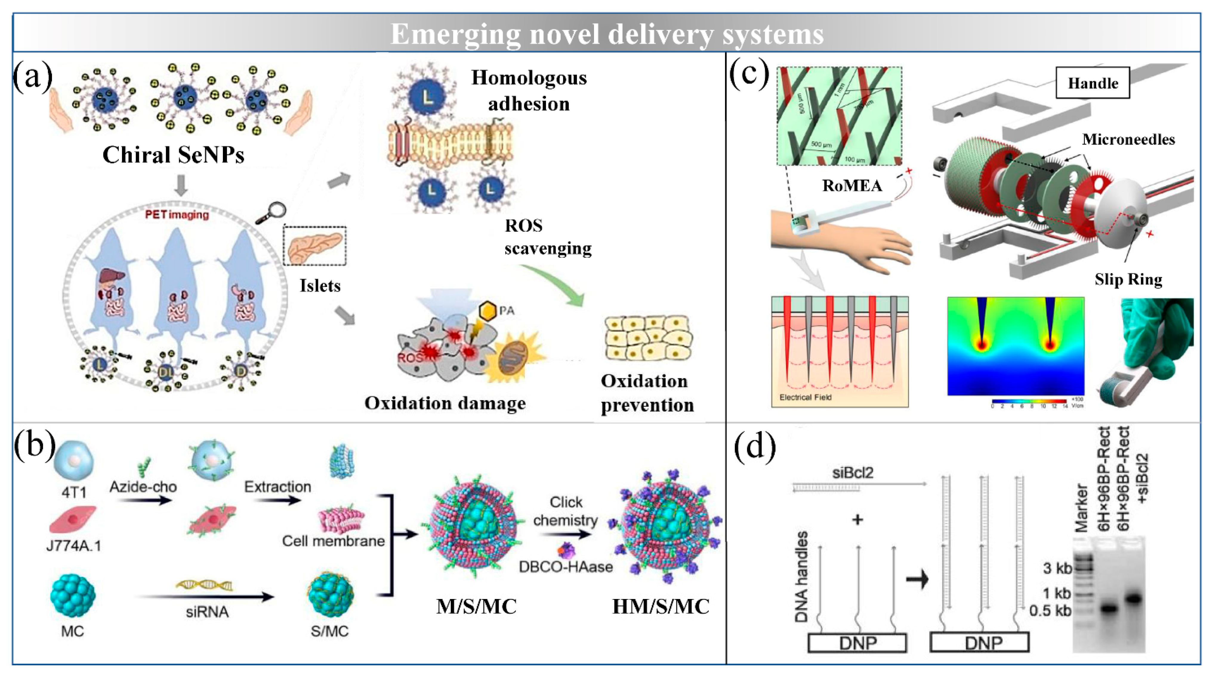 Ijms 22 07855 g006 Ijms 22 07855 g006