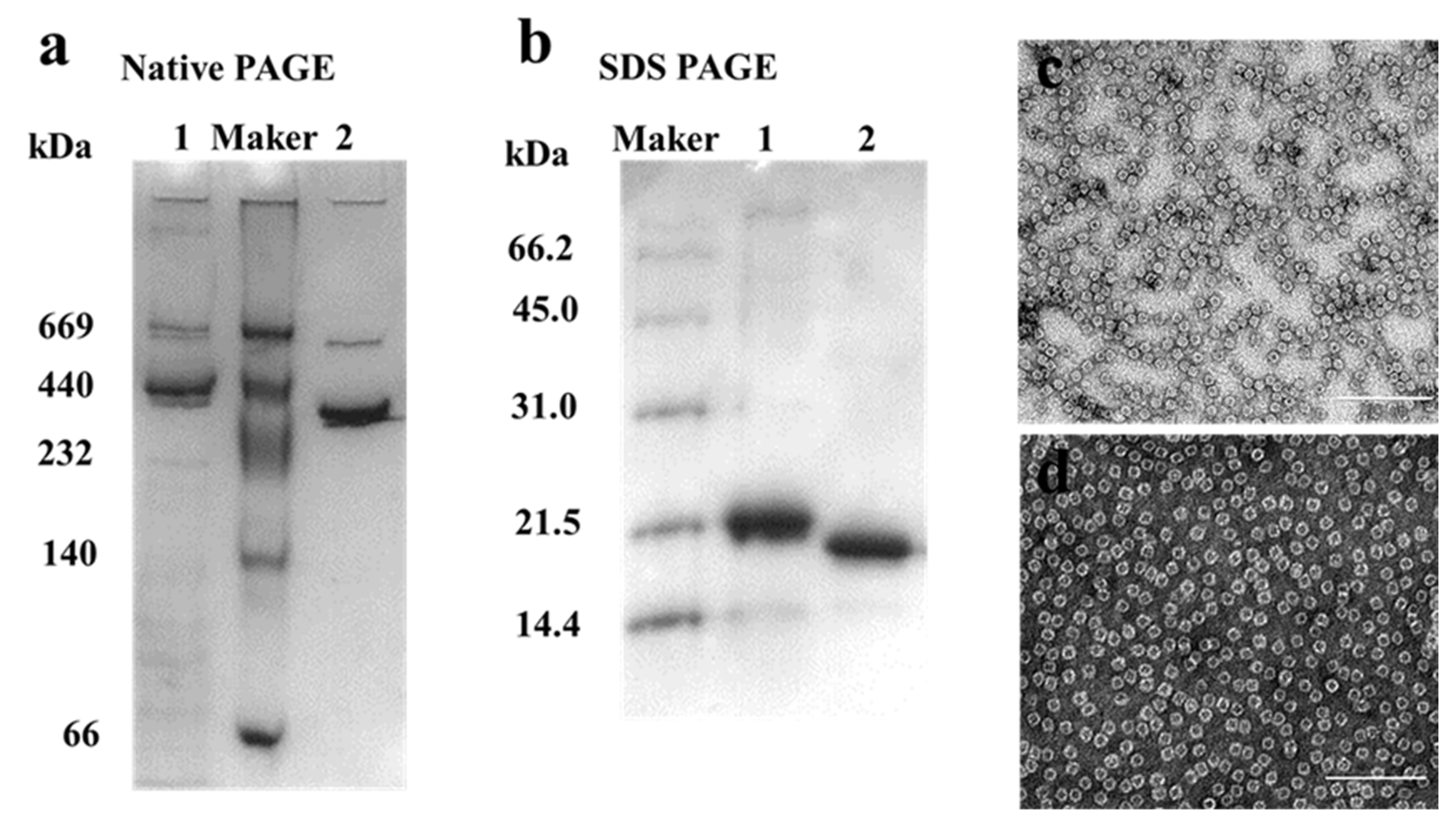 Ijms 22 07859 g002 550