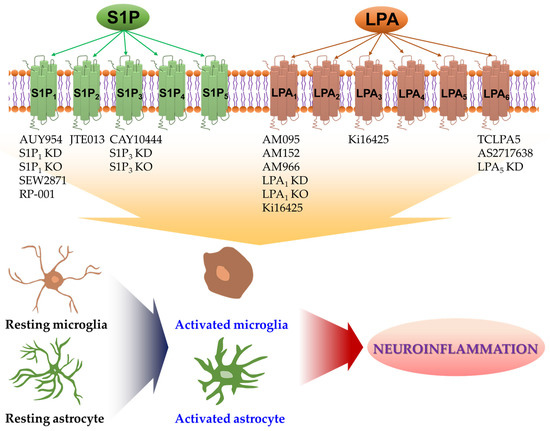Ijms Free Full Text Critical Roles Of Lysophospholipid Receptors In Activation Of Neuroglia And Their Neuroinflammatory Responses Html