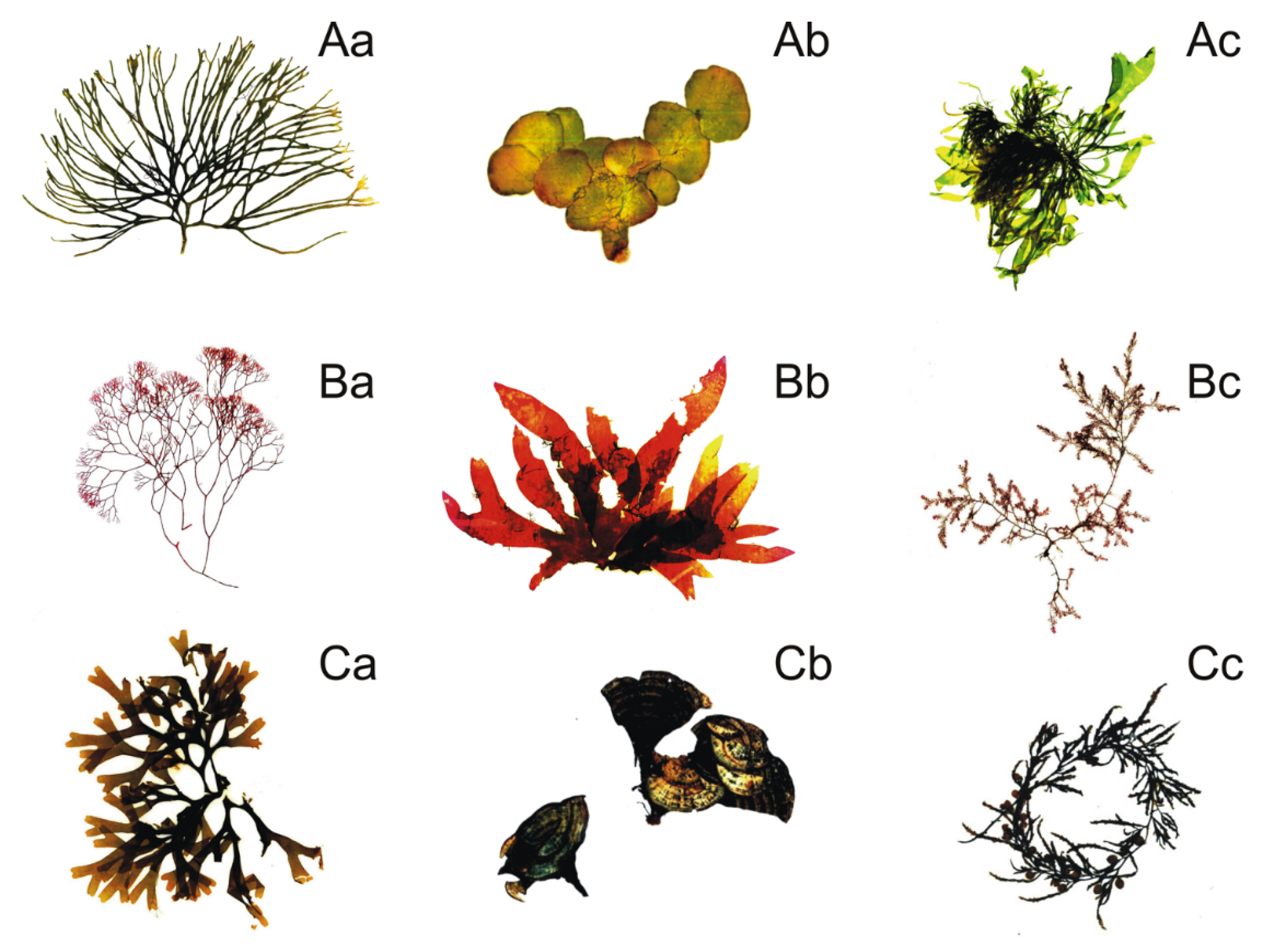 Ijms 22 07865 g001 Ijms 22 07865 g001