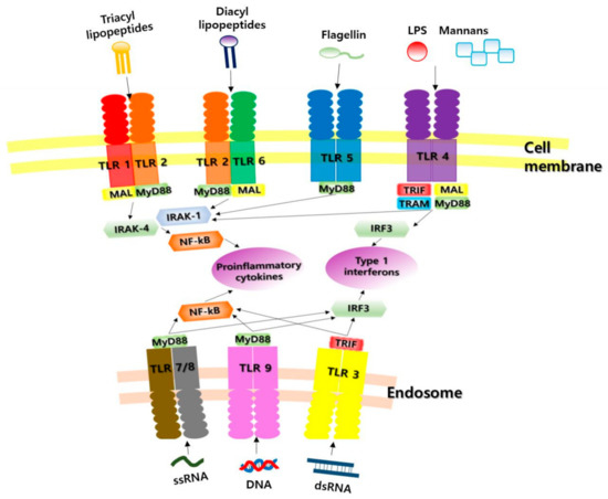 Toll-Like Receptors: Expression and Roles in Otitis Media