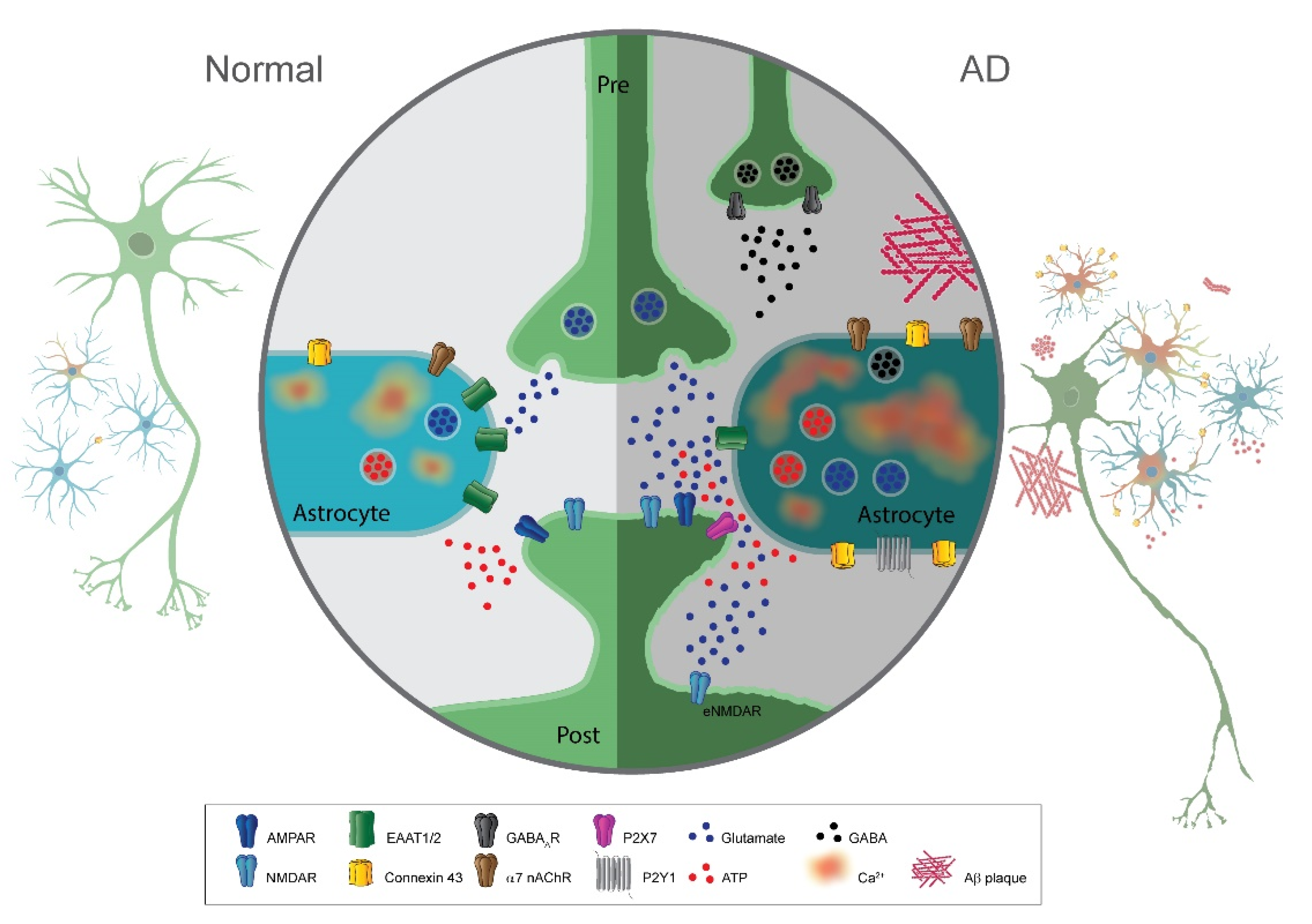 Ijms 22 07887 g004 550