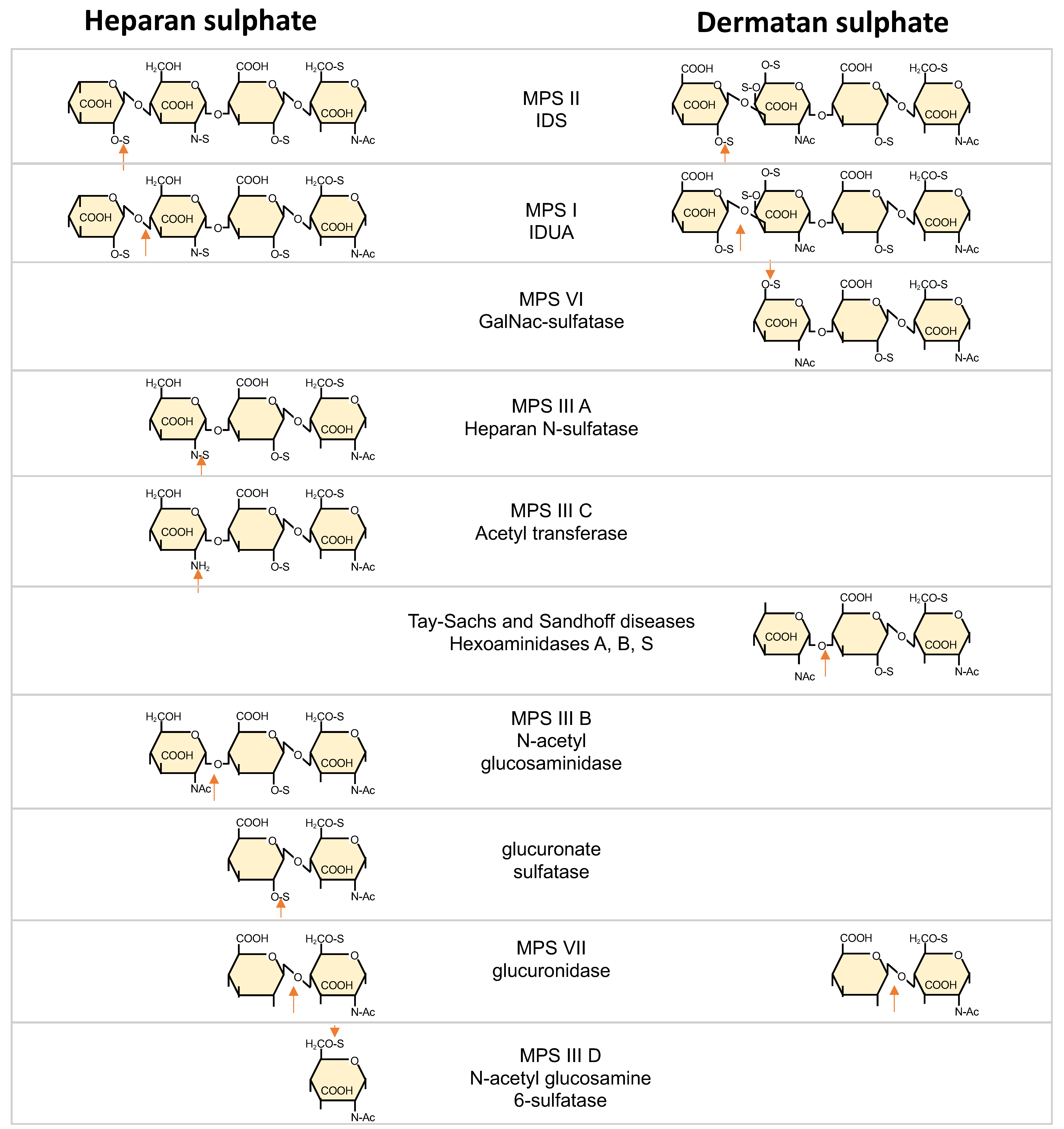 Ijms 22 07888 g001 Ijms 22 07888 g001