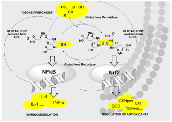glutathione after ozone Ozone in Medicine. The Low-Dose Ozone Concept and Its Basic Biochemical  Mechanisms of Action in Chronic Inflammatory Diseases