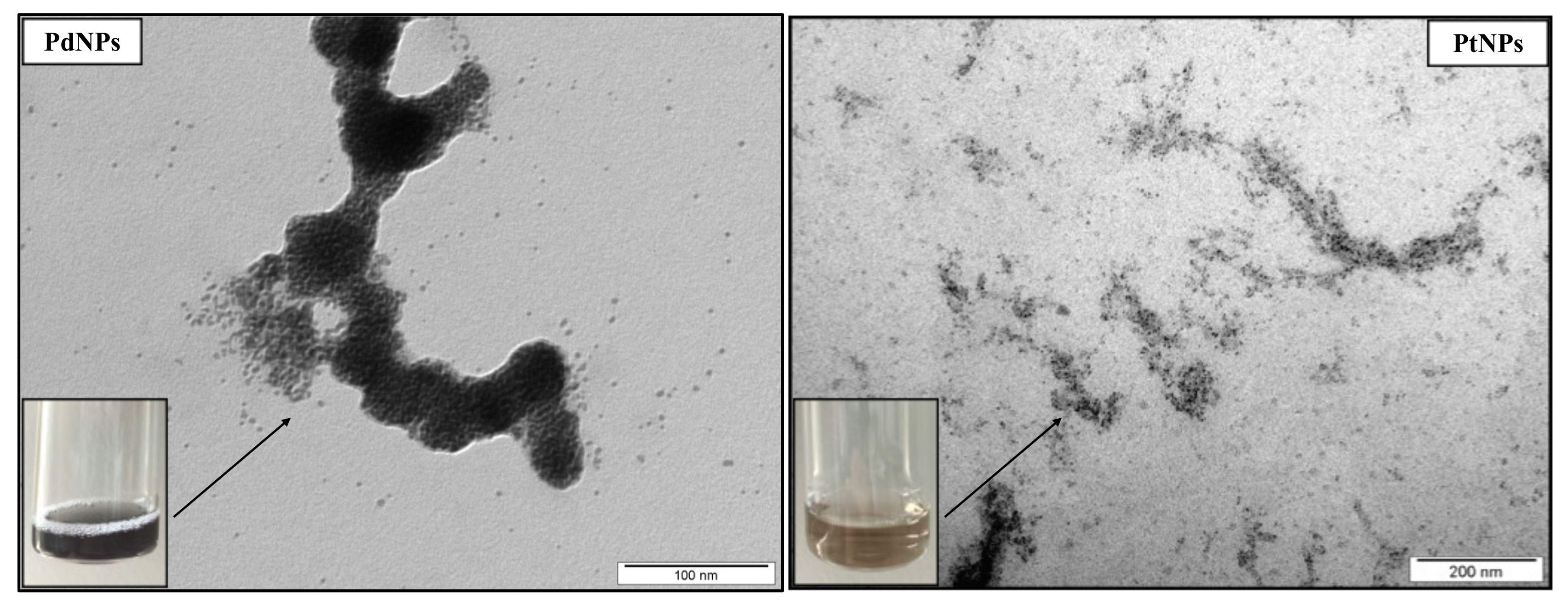 Ijms 22 07892 g004 550