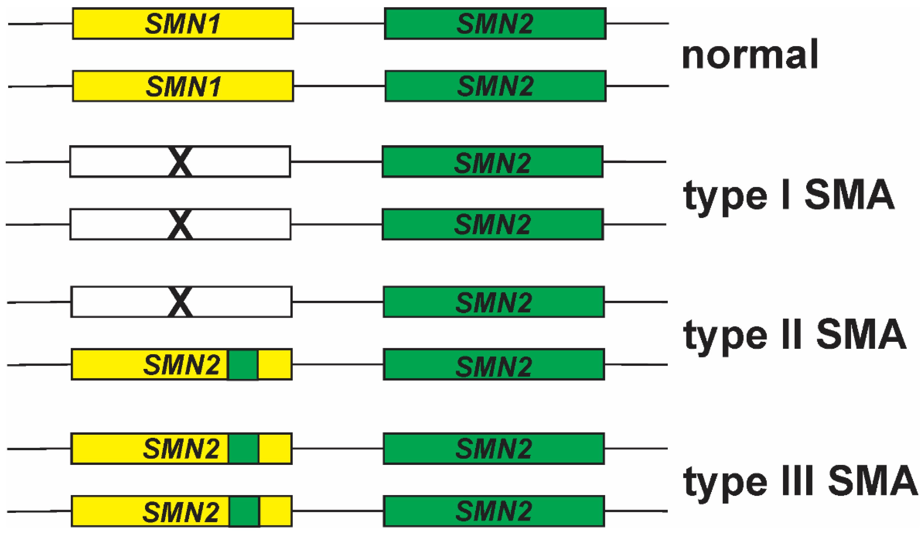 Ген smn1 и smn2. Sox2 Gene. SMN-305. Modification variability.