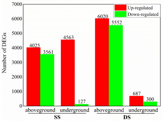 Transcriptomic Analysis of the Photosynthetic, Respiration