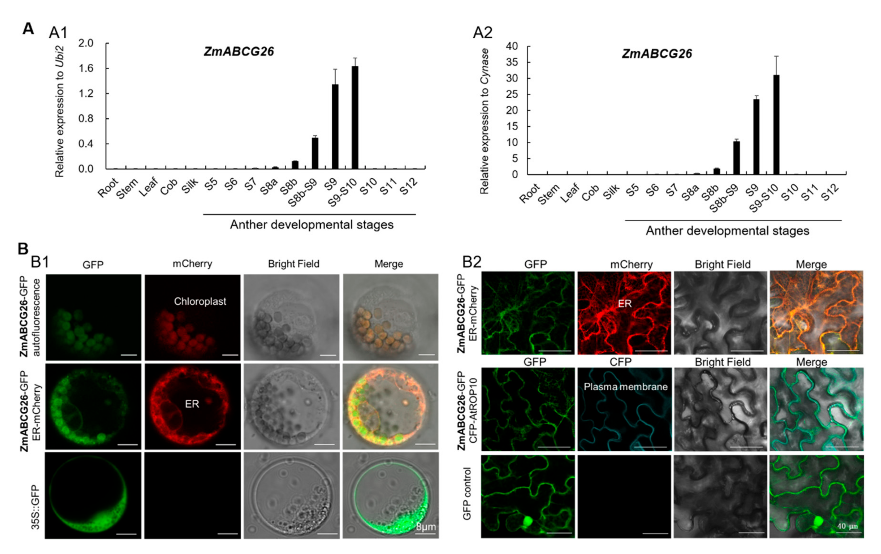 Ijms 22 07916 g003 550