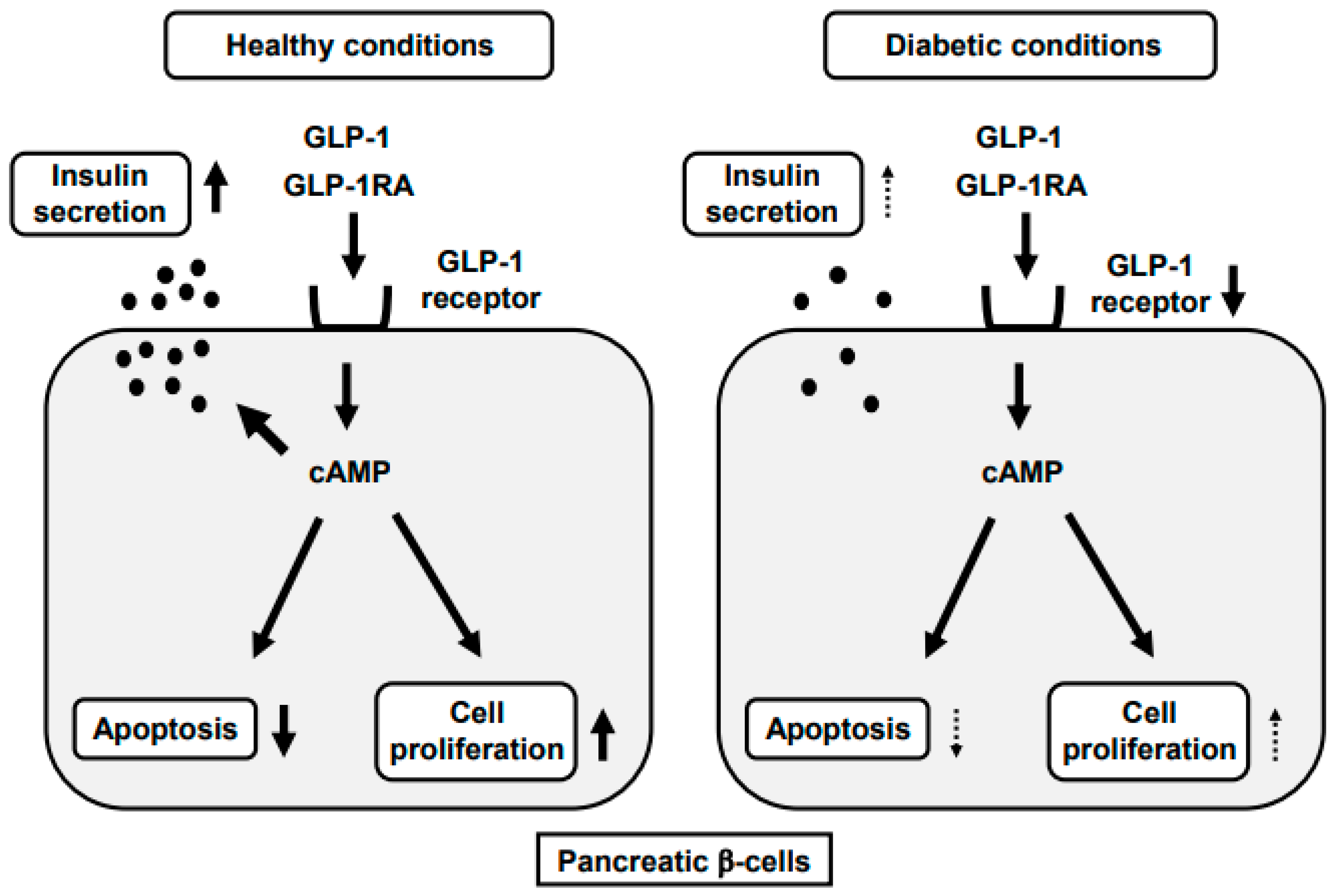 GLP 1 Ra Mechanism Of Action