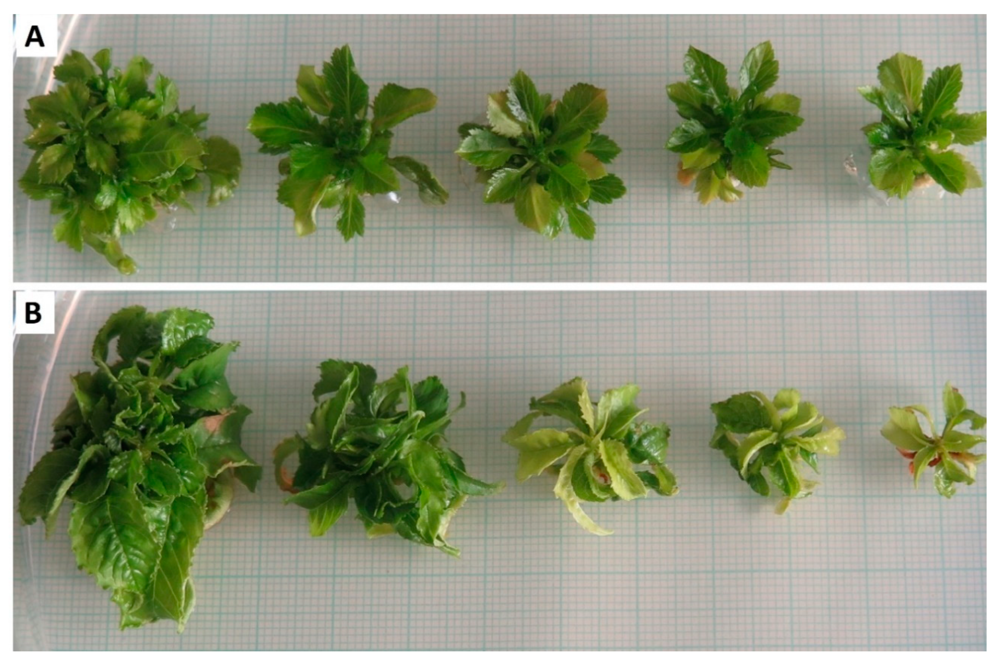 Ijms 22 07922 g001 550