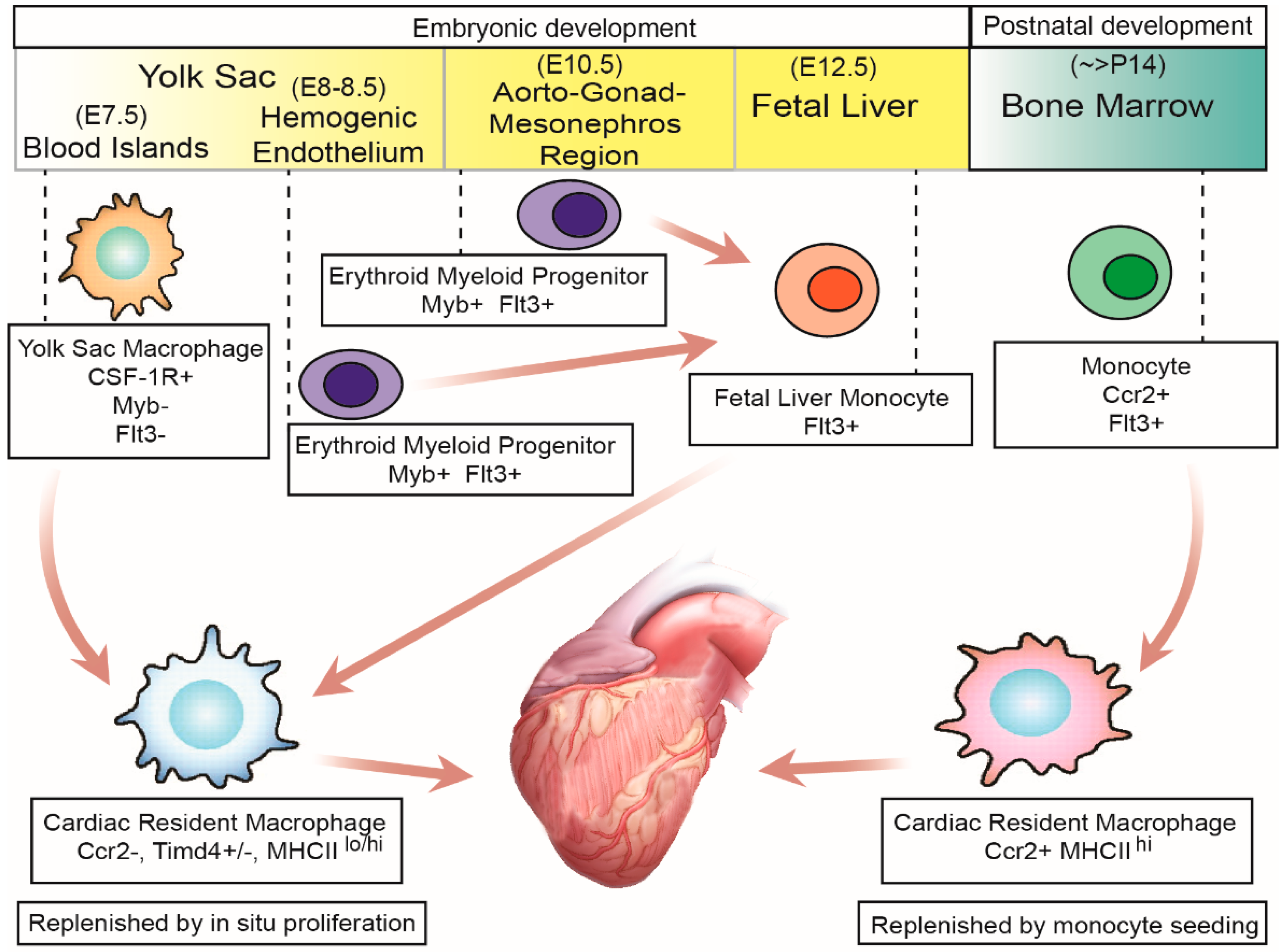 Macrophage diagram