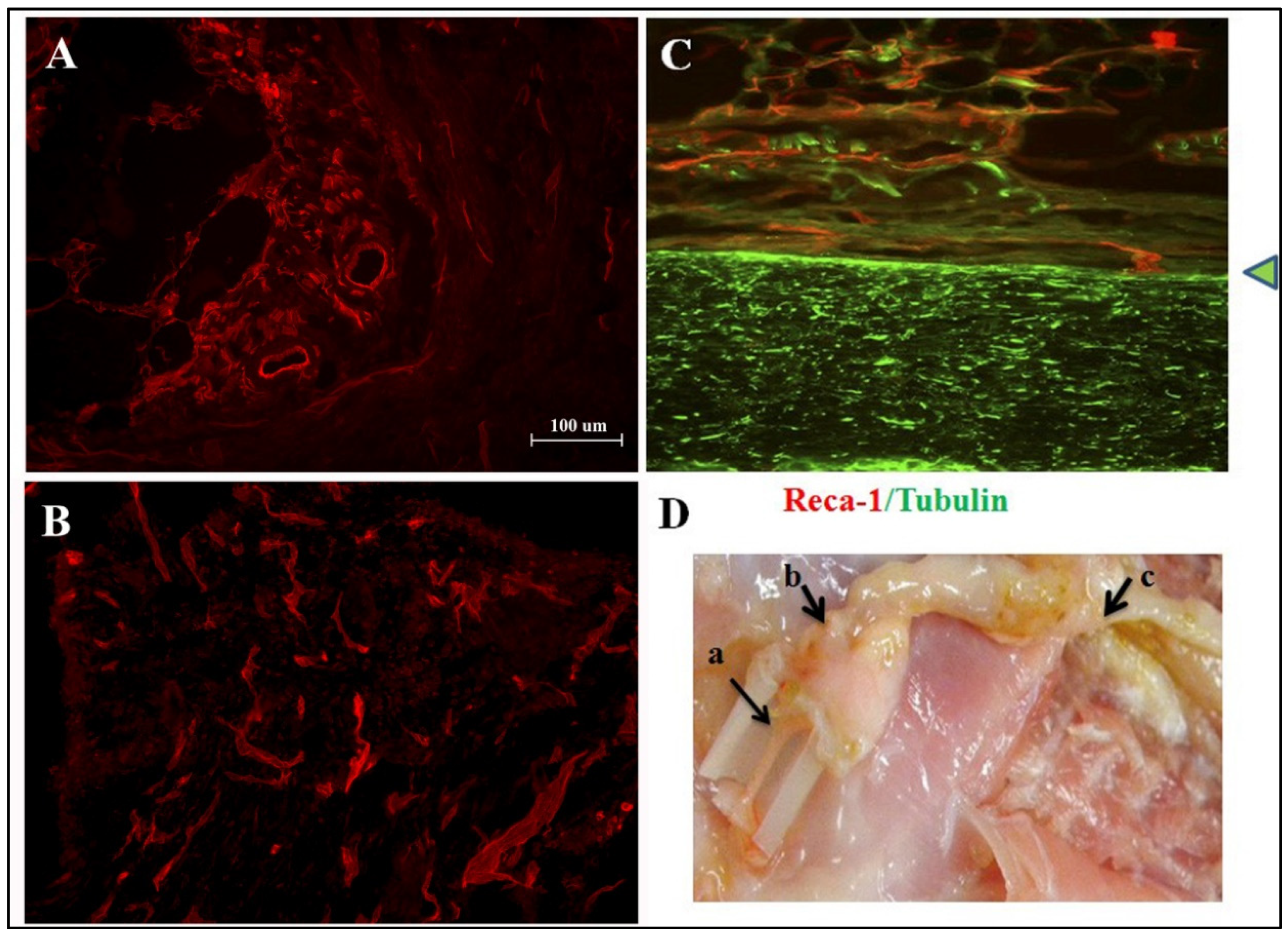 Ijms 22 07930 g005 Ijms 22 07930 g005