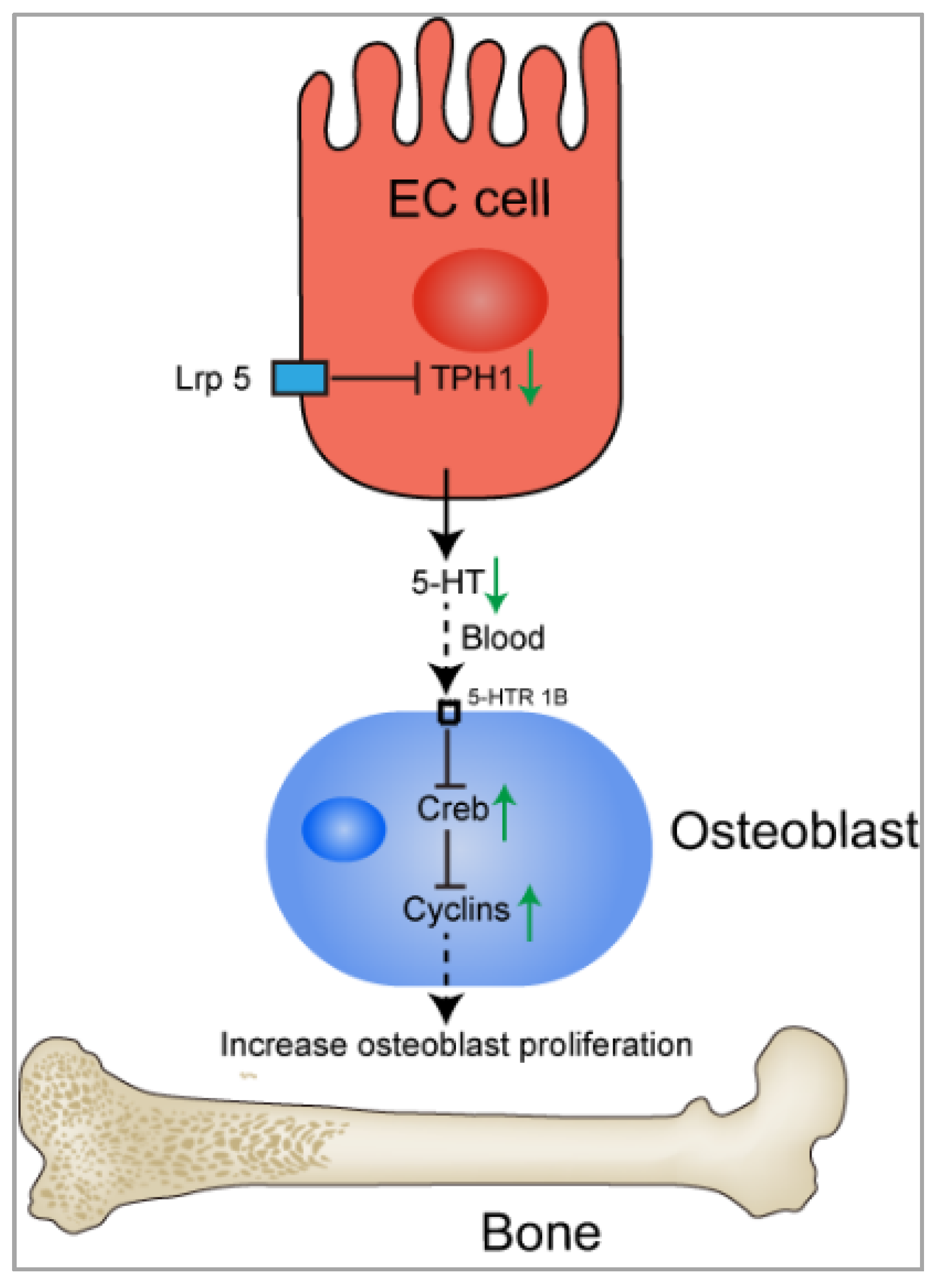 Ijms 22 07931 g003 Ijms 22 07931 g003